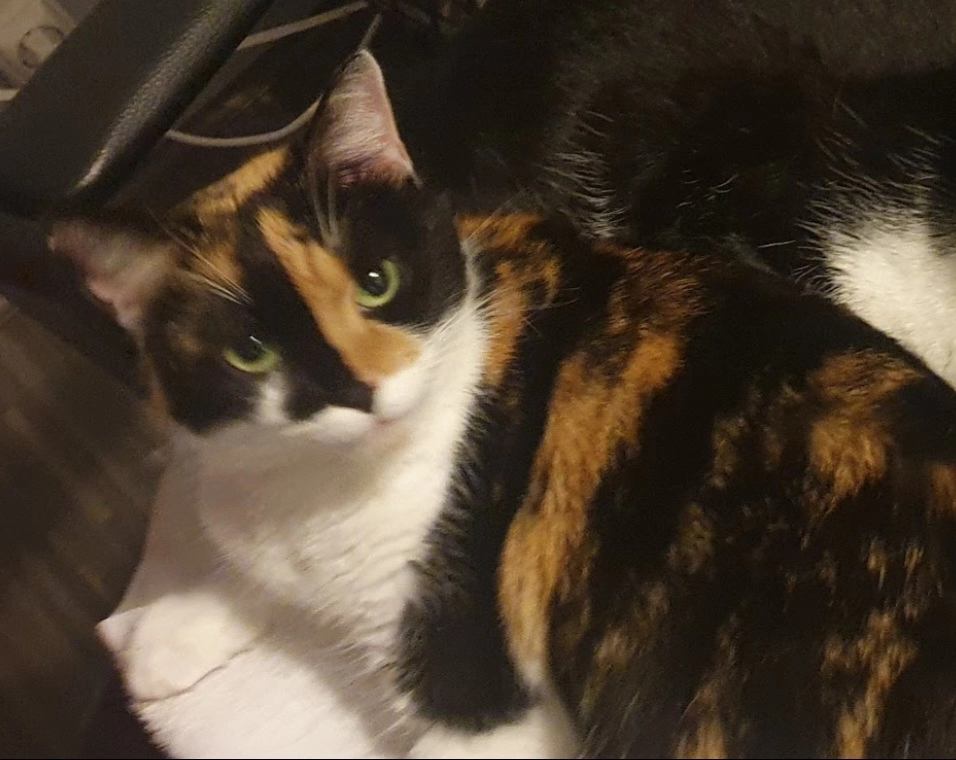 Croquette - 361 Chemin d'en Martet, Saint-Lary