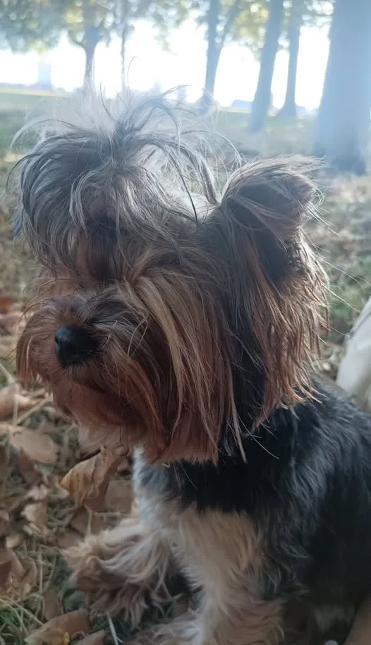 Stella - Ropemaker's Fields, London