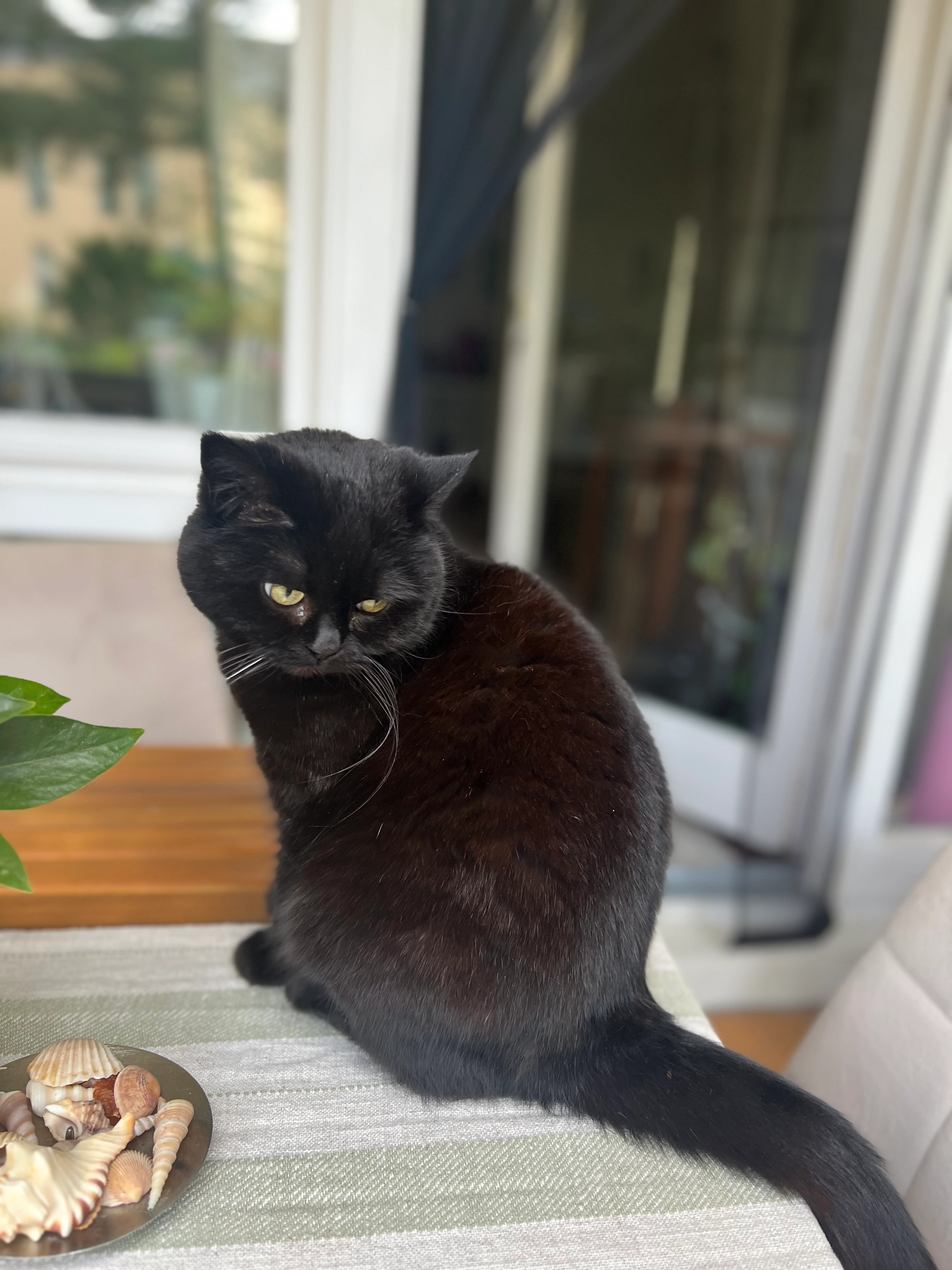 Shakira - Siemensstraße, Berlin