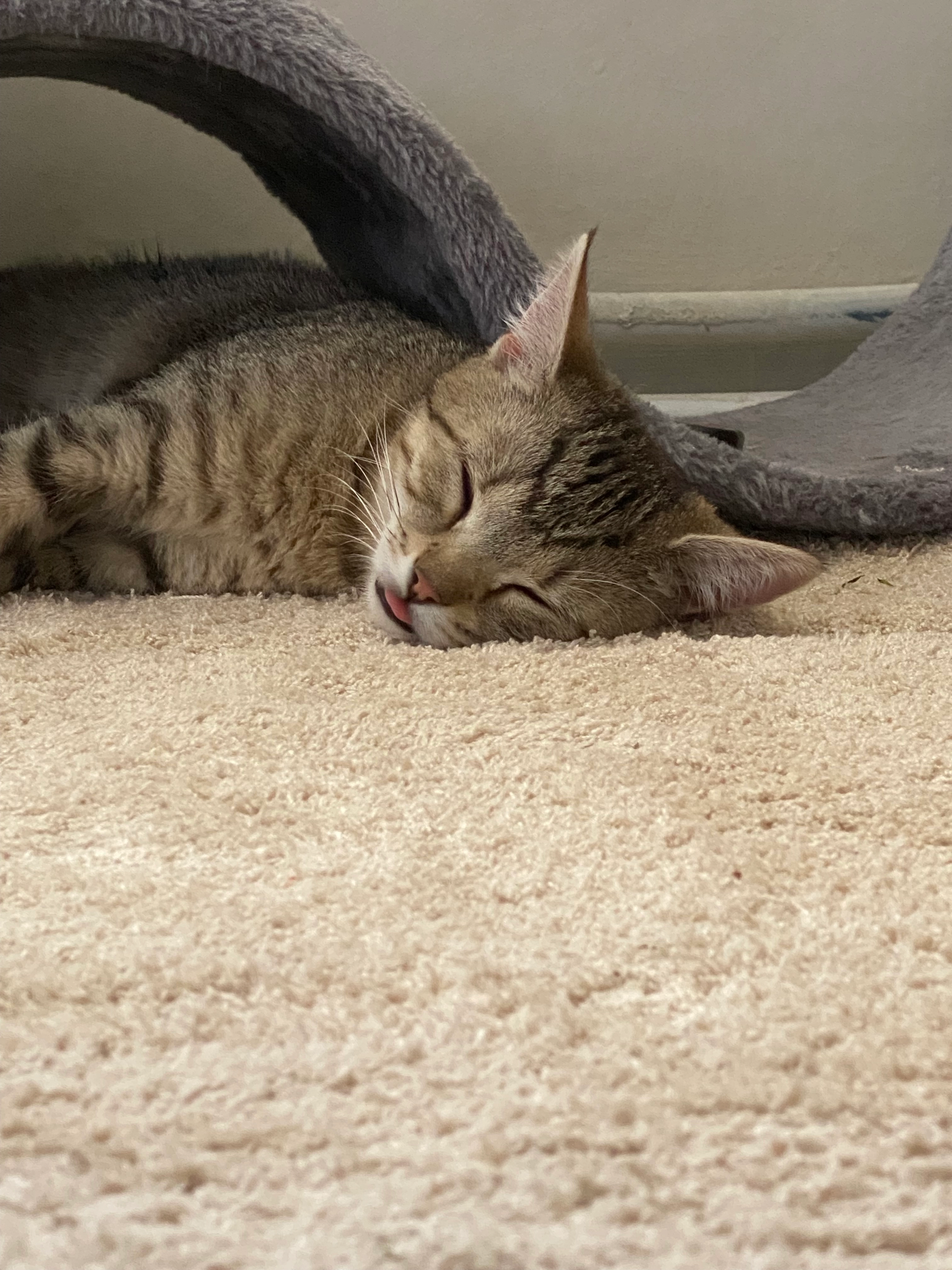 Anis  - Herderplatz, Weimar