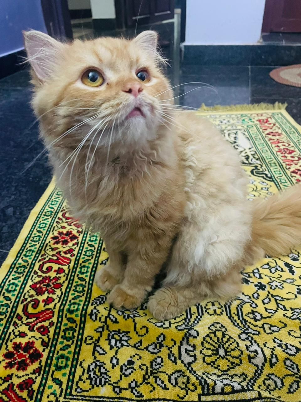 Kunjappu  - Thrissur - Mannuthy Road, Thrissur