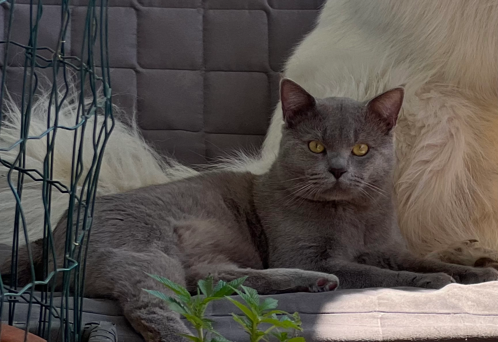 Prinz Bunny - An der Roßweide, Pfinztal