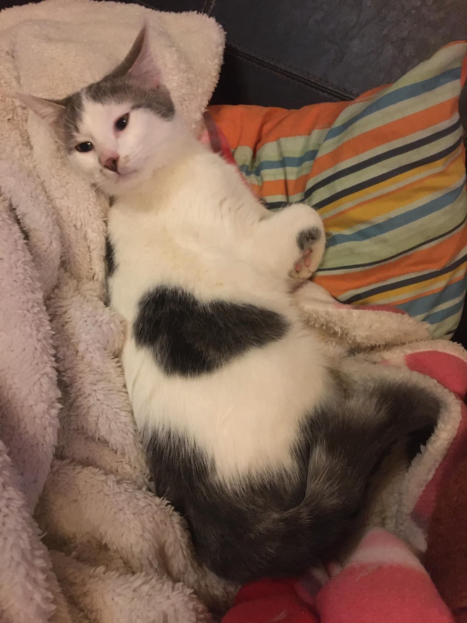 Taram - 13 Grande Rue Hameau de Vauguillain , Saint-Julien-du-Sault