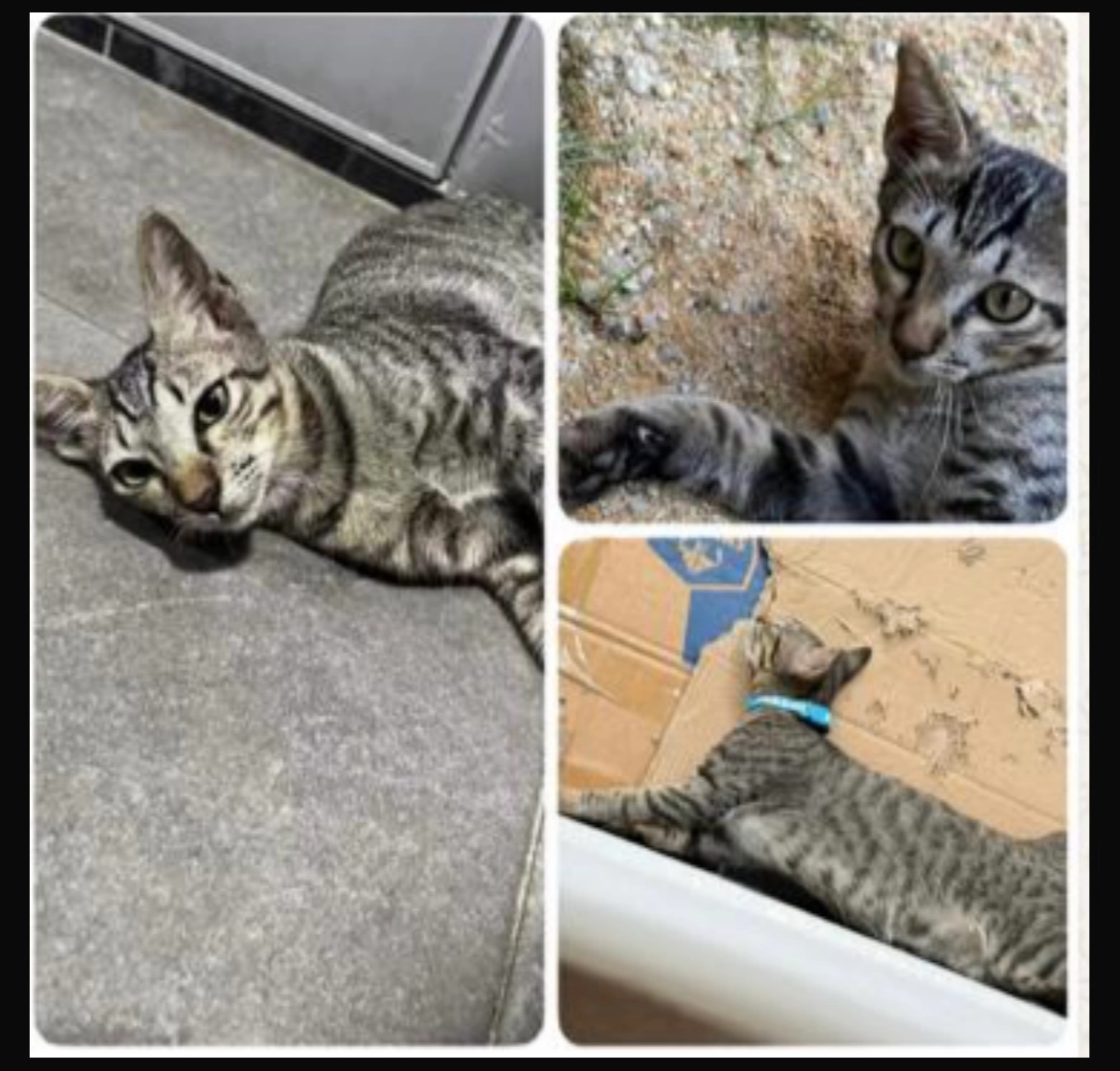 Laoda - 81200, Johor Bahru