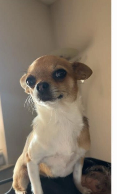 Bella - Herrenstraße 27, Roden 