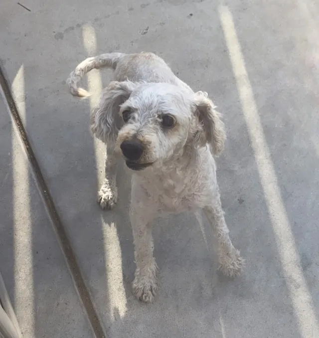 Charlie - Newton Ave, San Diego
