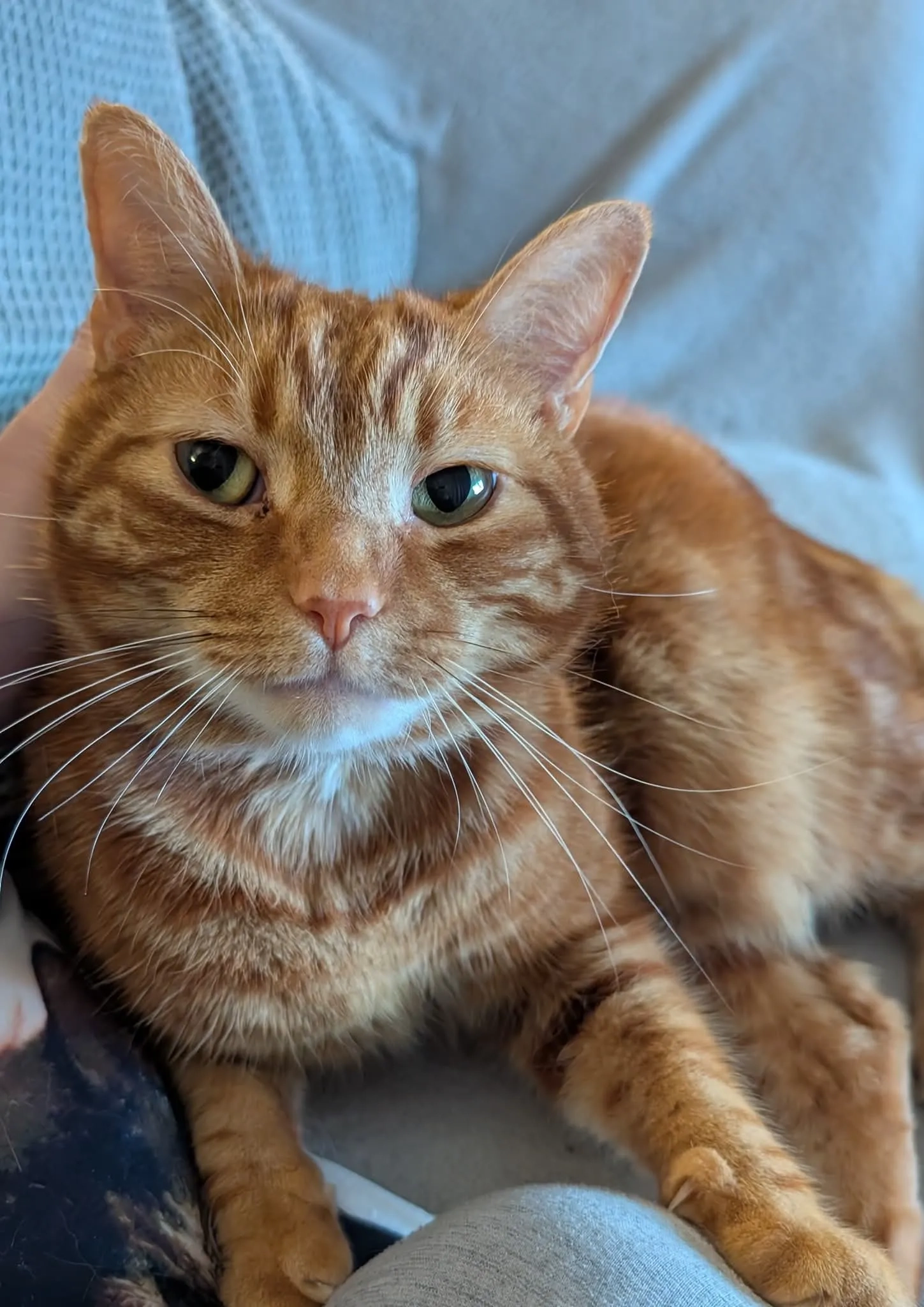 Chester - Petunia Crescent, Chelmsford