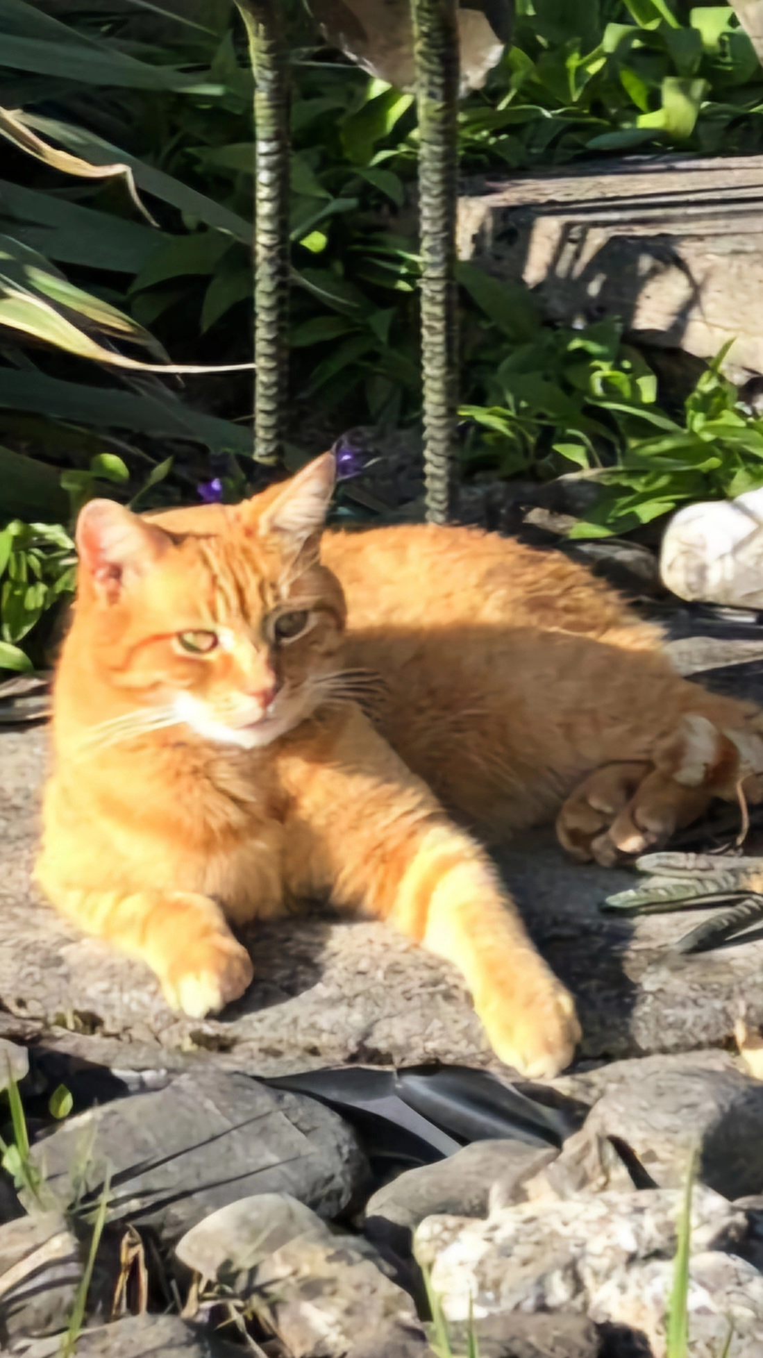 Bütterli - Scheibenbergstrasse 19, Wil