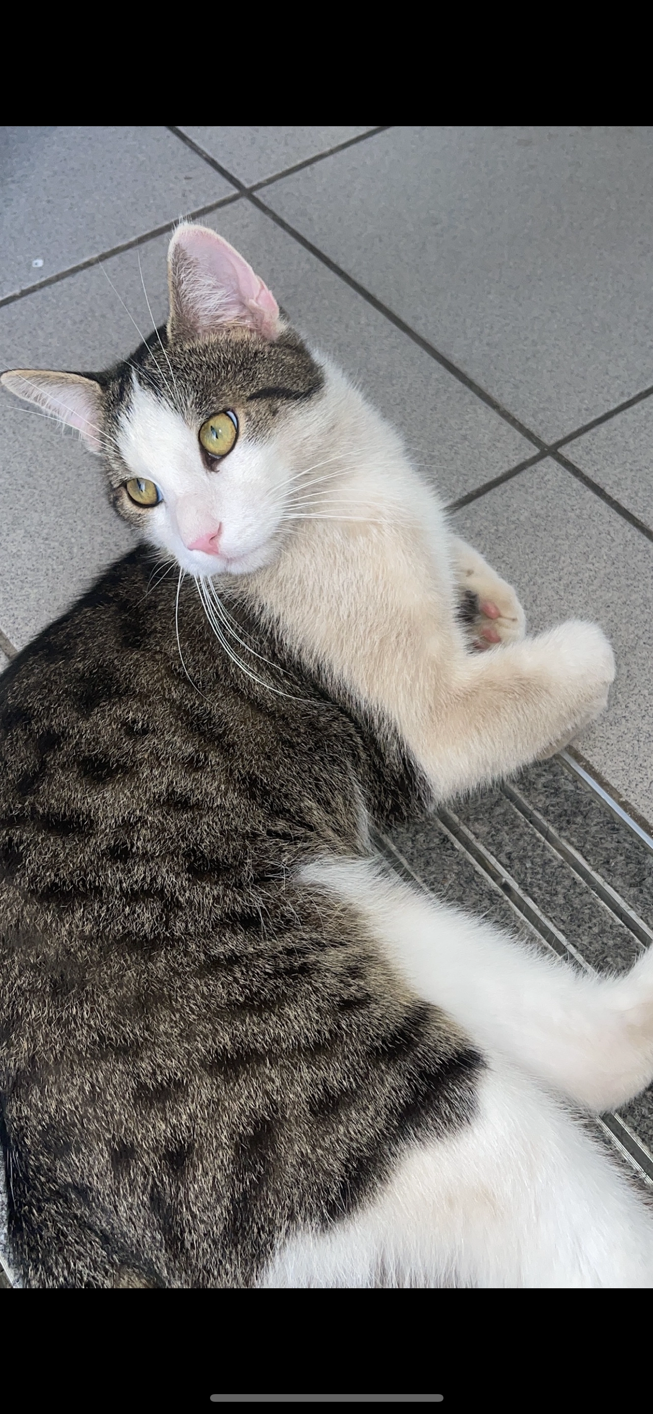 Shiro - Birkenhainer Straße, Alzenau