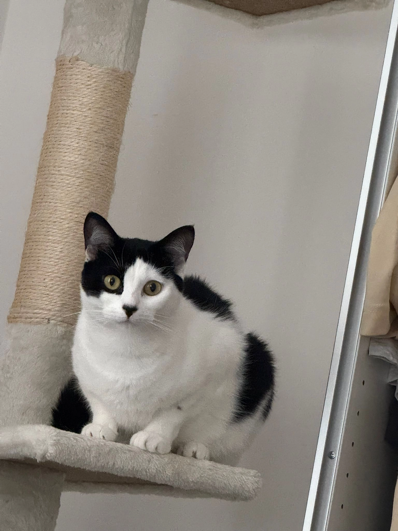 Leyla - Lower Woodfield Road, Torquay