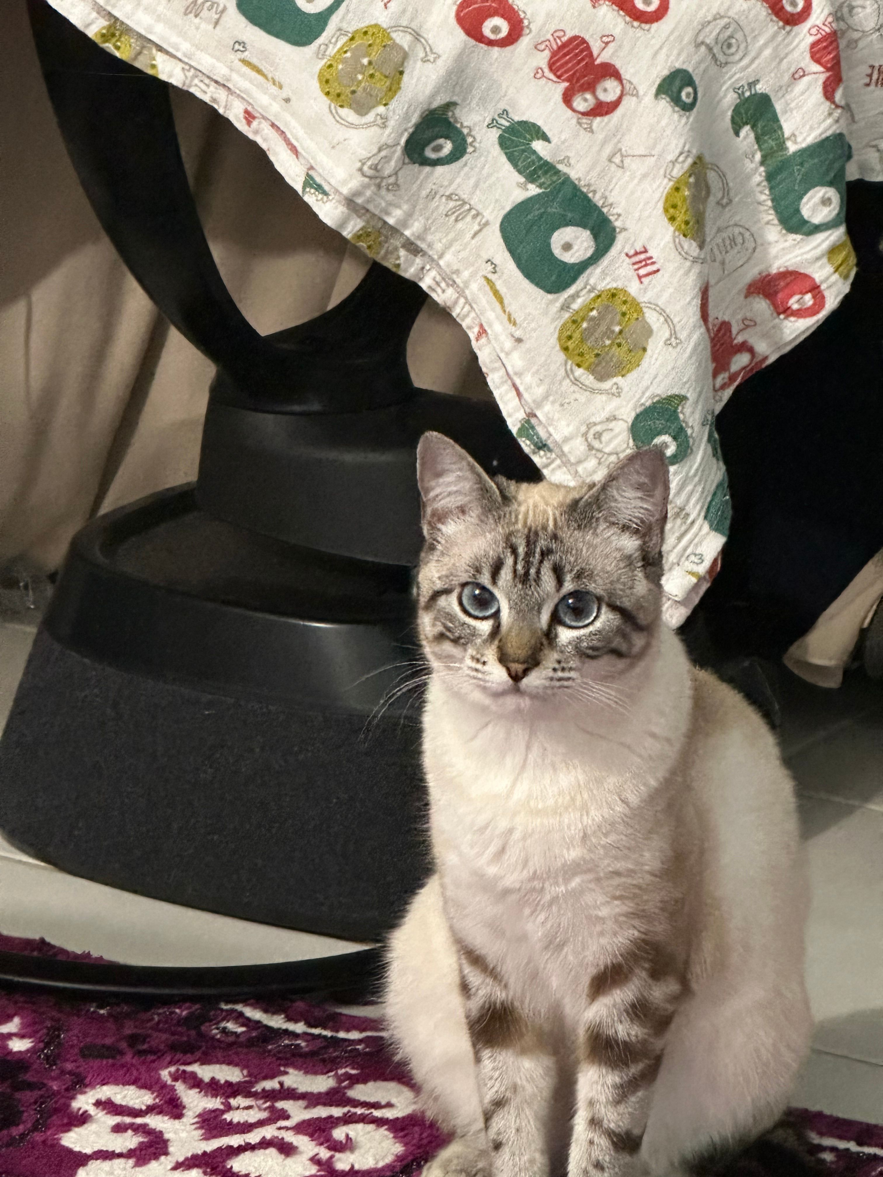 Blue - Rue De La Redoute, Montbartier