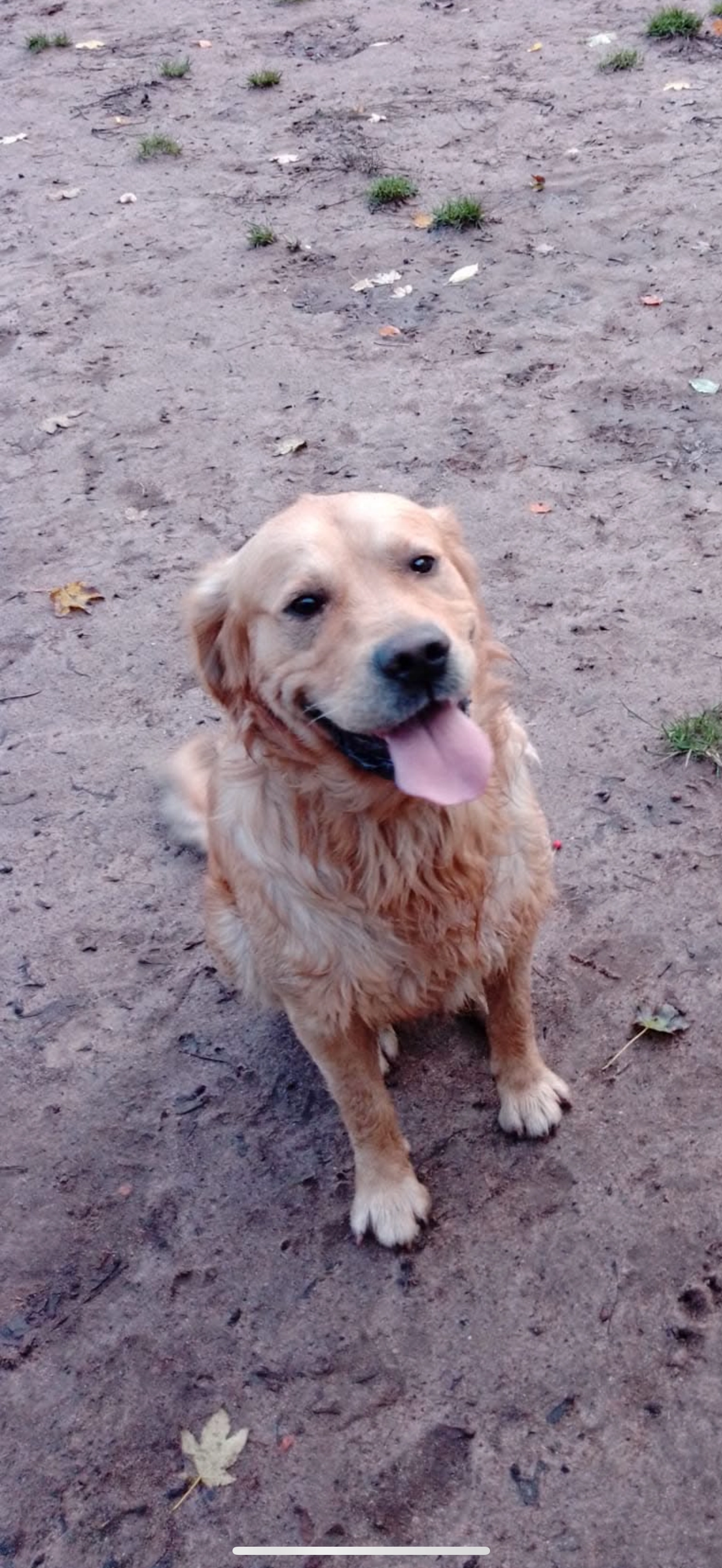 Bruce - Wolverhampton Road South, Birmingham