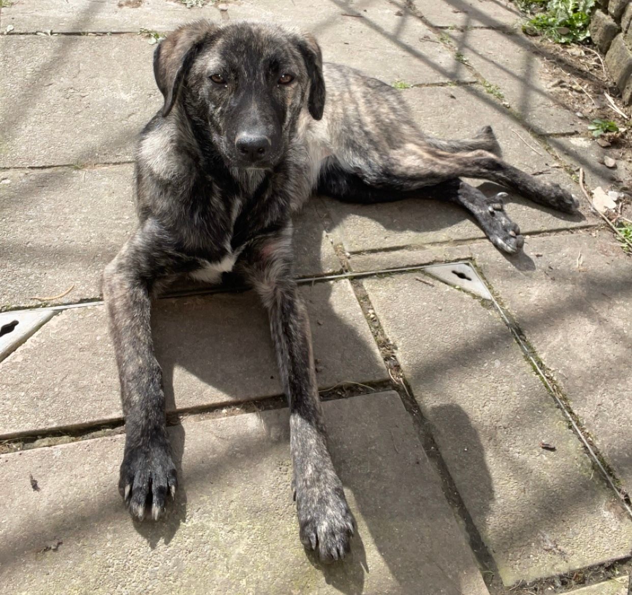 Cinnamon - Pyne Point, Clevedon