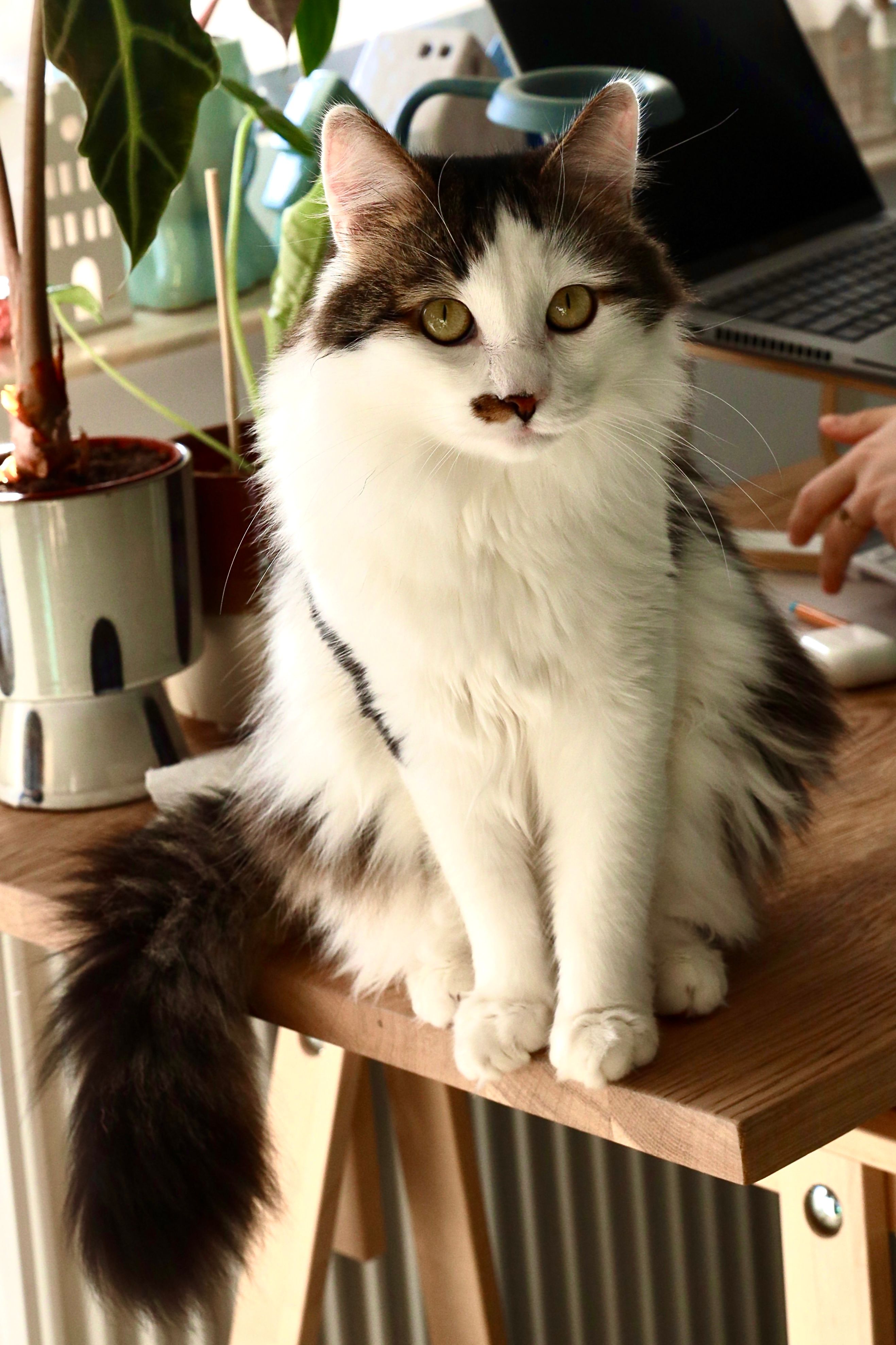 Alună - Strada Nicolae Iorga, Piatra Neamț