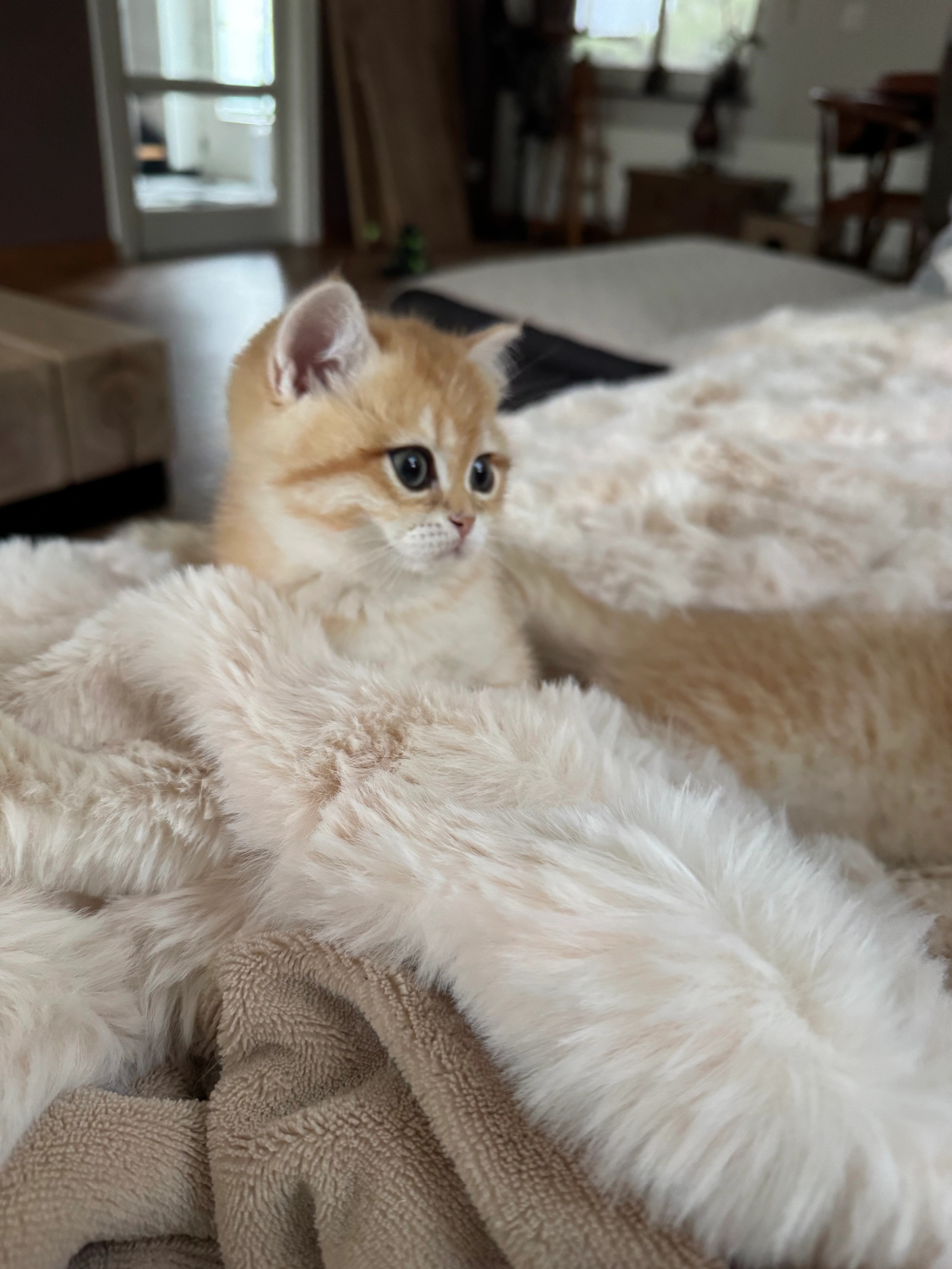 Amigo  - Lavendelplein, Venray