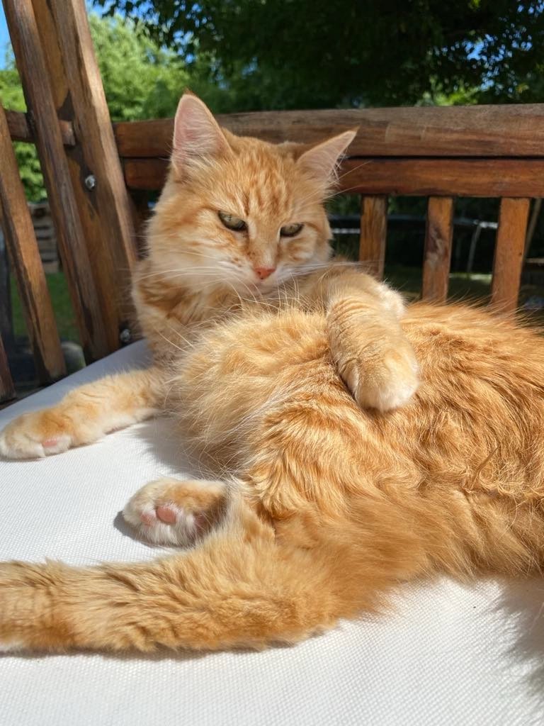 Ysatis  - 8 Lotissement Le Hameau de Maillan, Roquefort