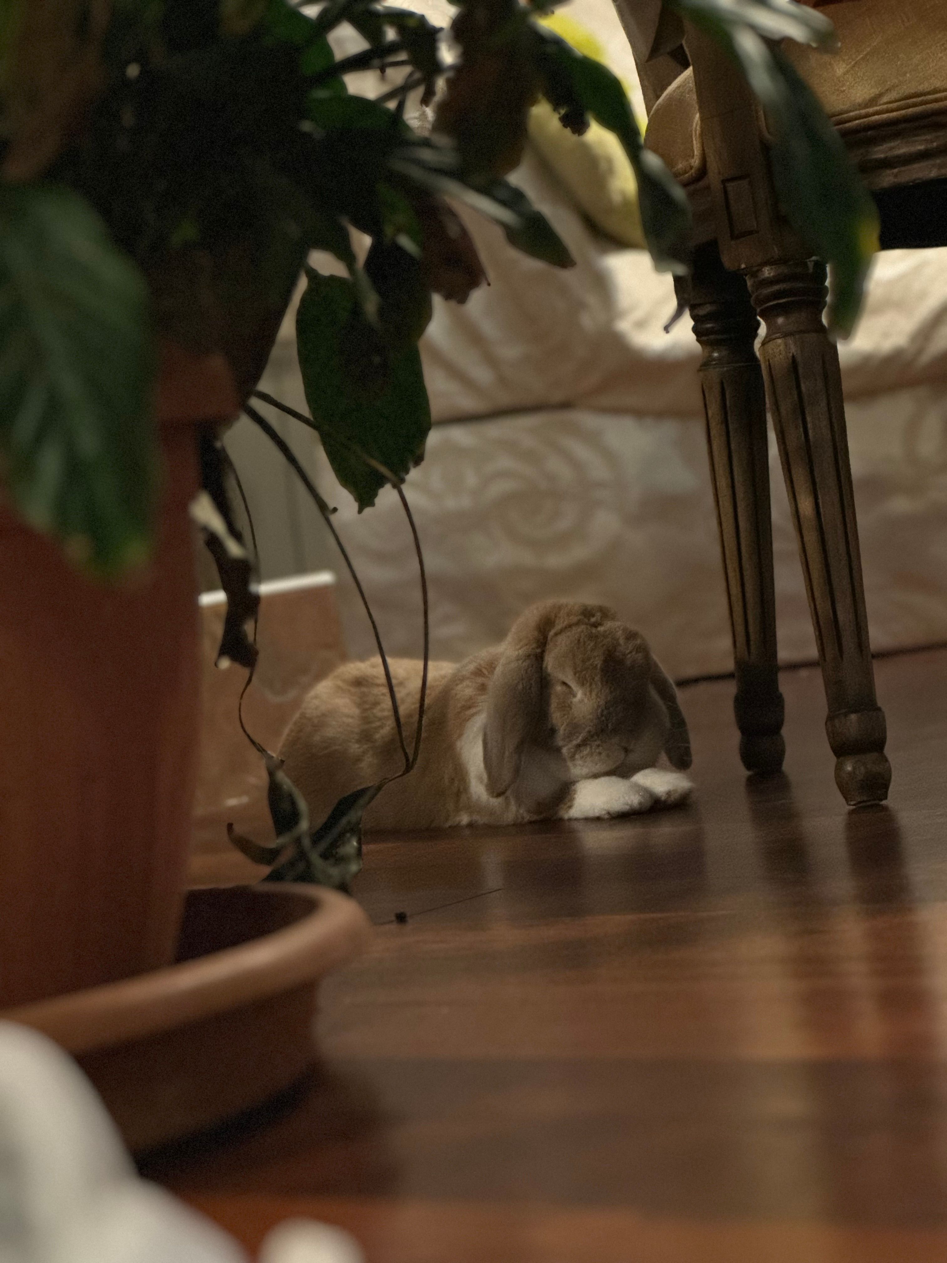 Bunny  - Прохлада, Sofia