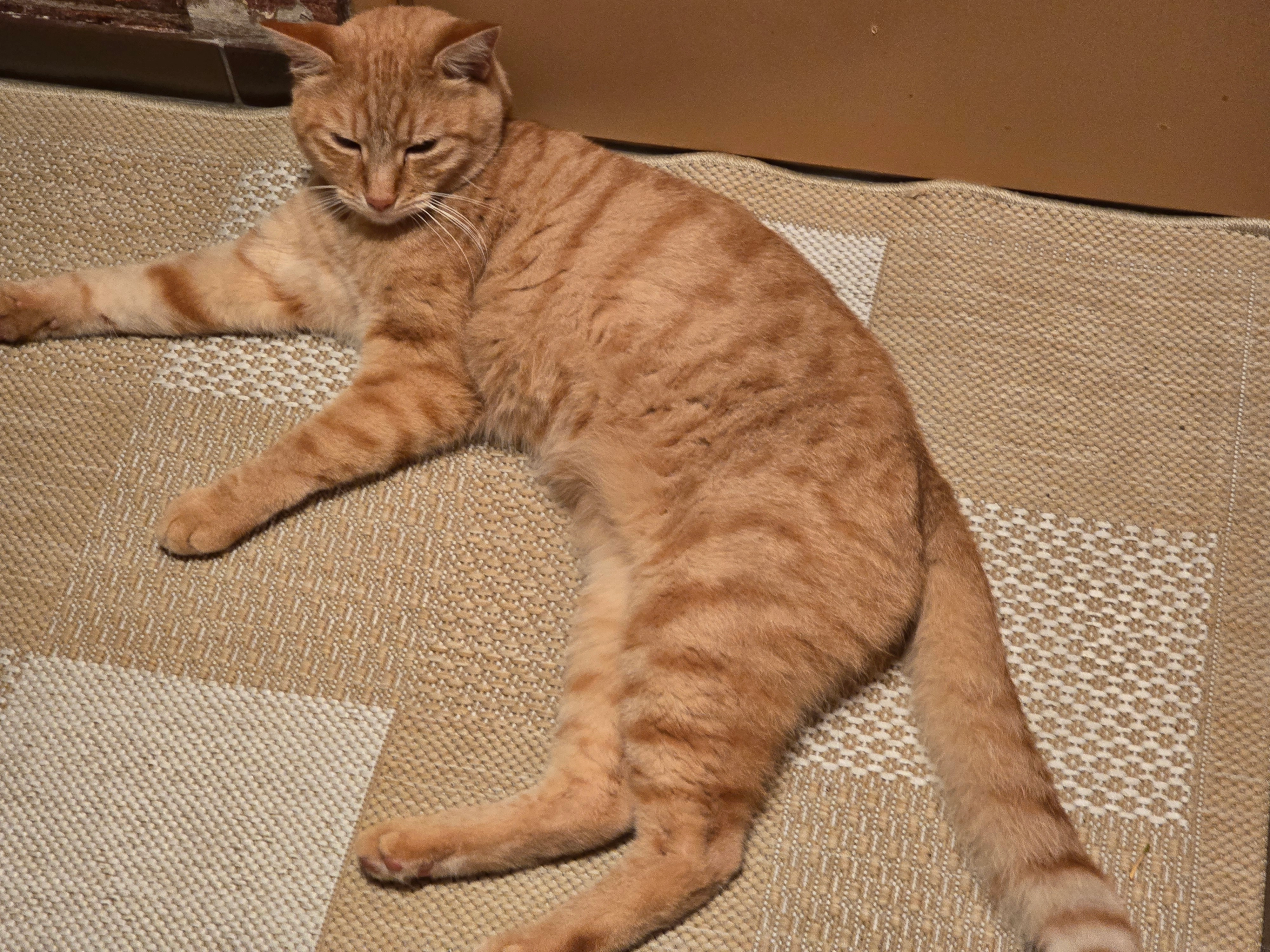 Sammy - Mozartstraße, Königsbach-Stein