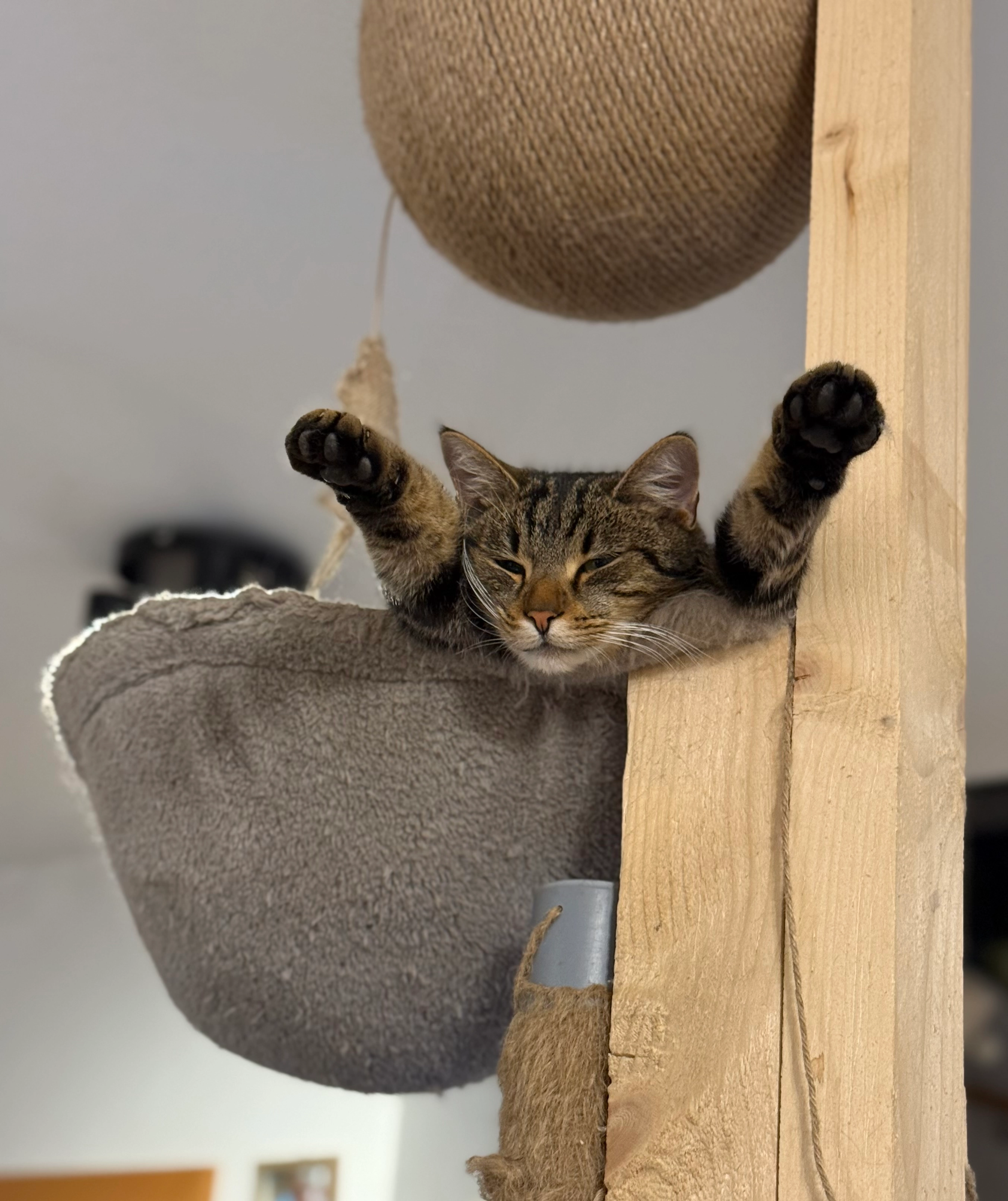 Simba  - 2051, Zellerndorf