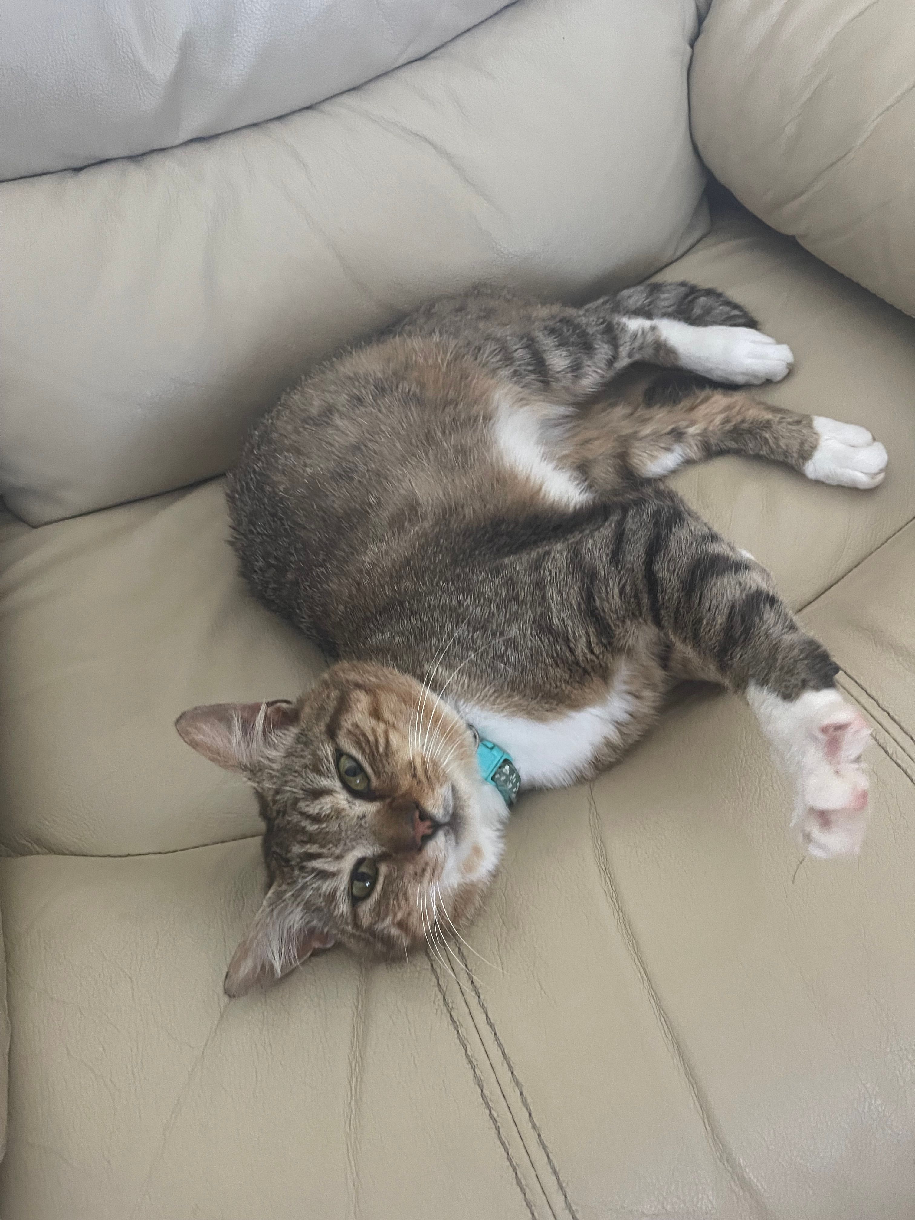 Jasper  - 2 Rue Jean Vacandard, Criel-sur-Mer