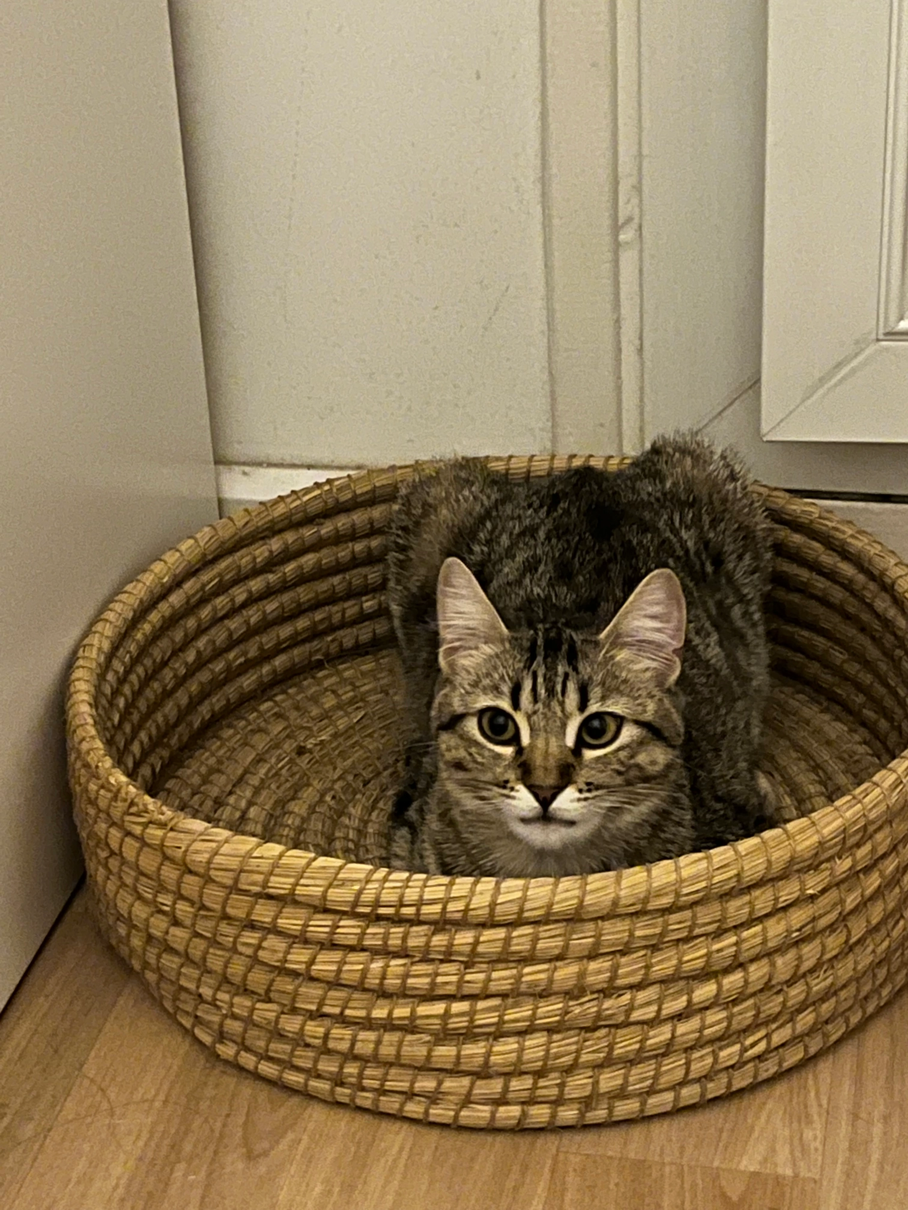 Ténèbre  - Rue du Bois Tillet, Crépy-en-Valois