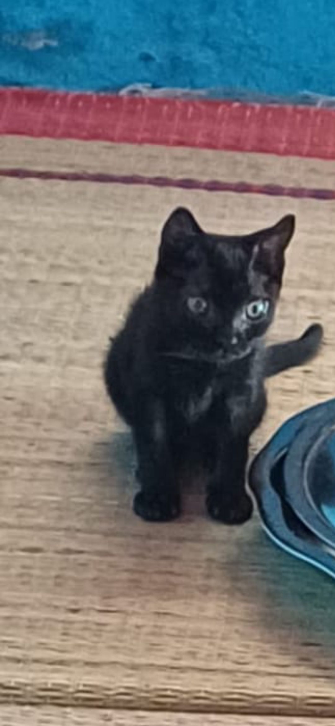 Karuppy - Butchammal Street, Chennai