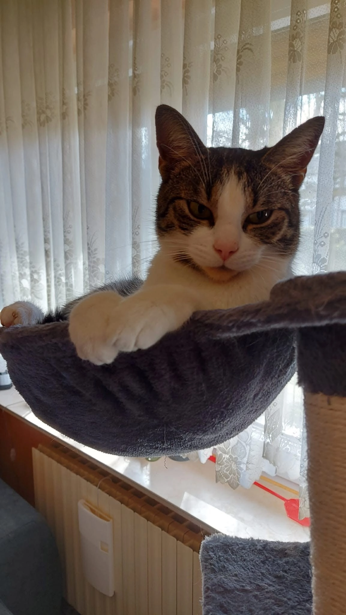 Rambo - Birkhuhnstraße, Marl