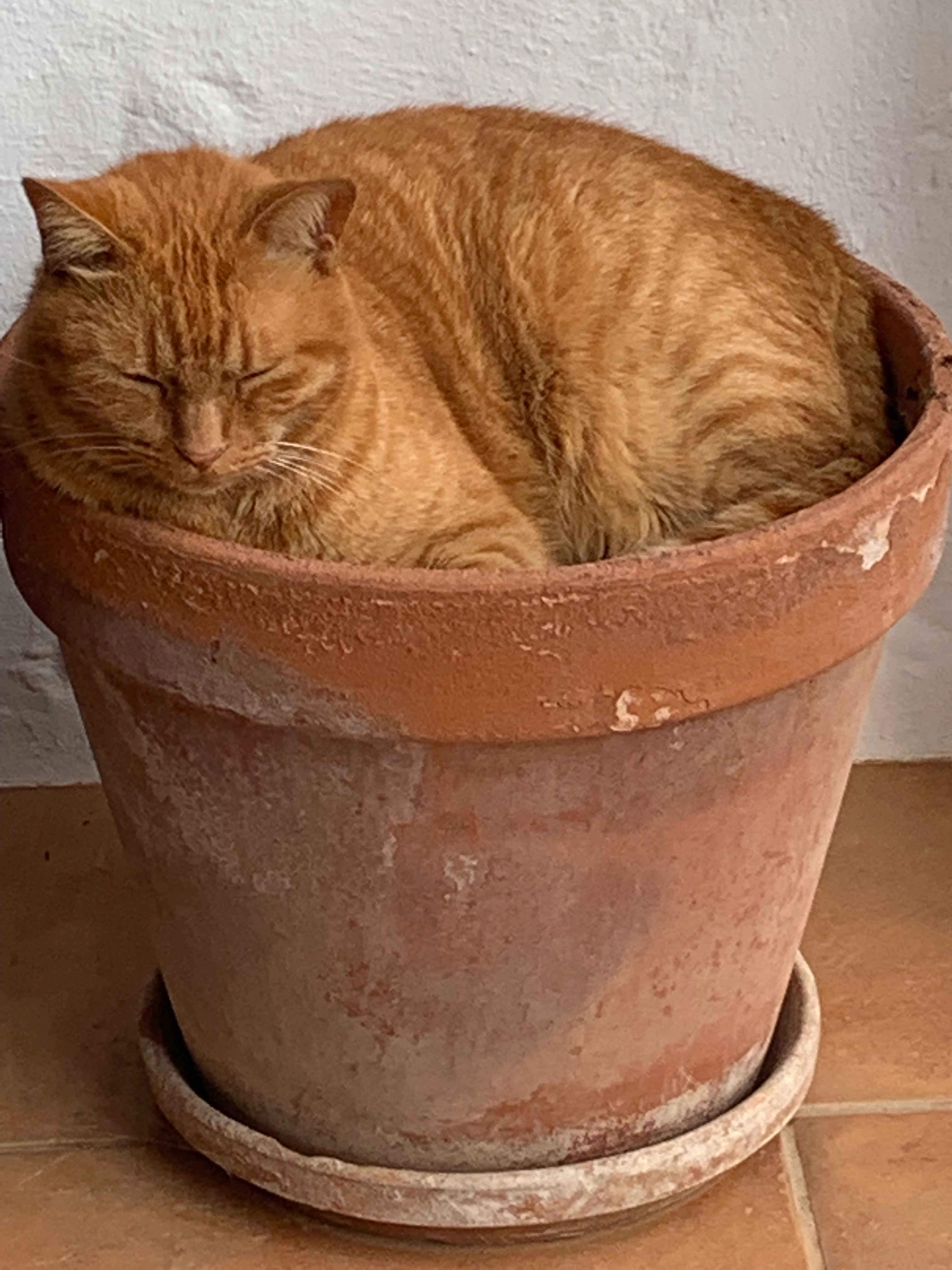 McQueen - Avenida de Itália 275, Estoril