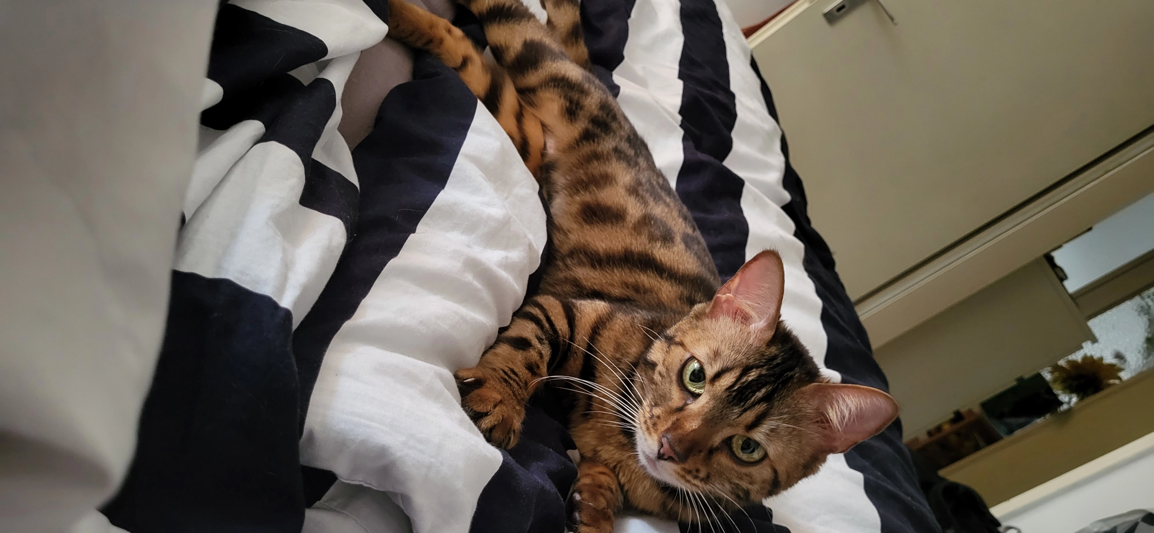 Mietzi - Bürgermeister-Steenbock-Straße, Henstedt-Ulzburg