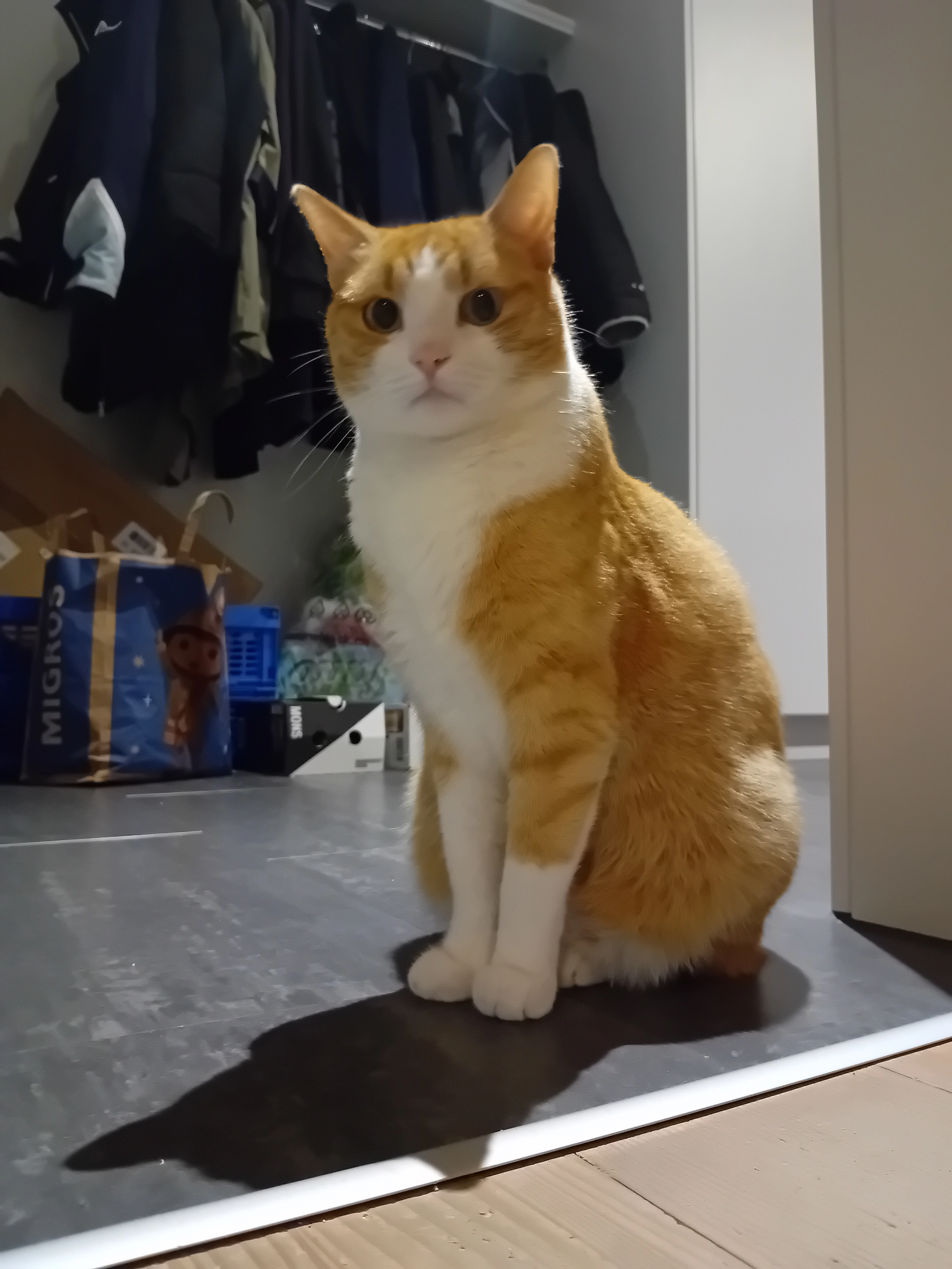 Moritz  - Brüggmösli 30, Schüpfheim