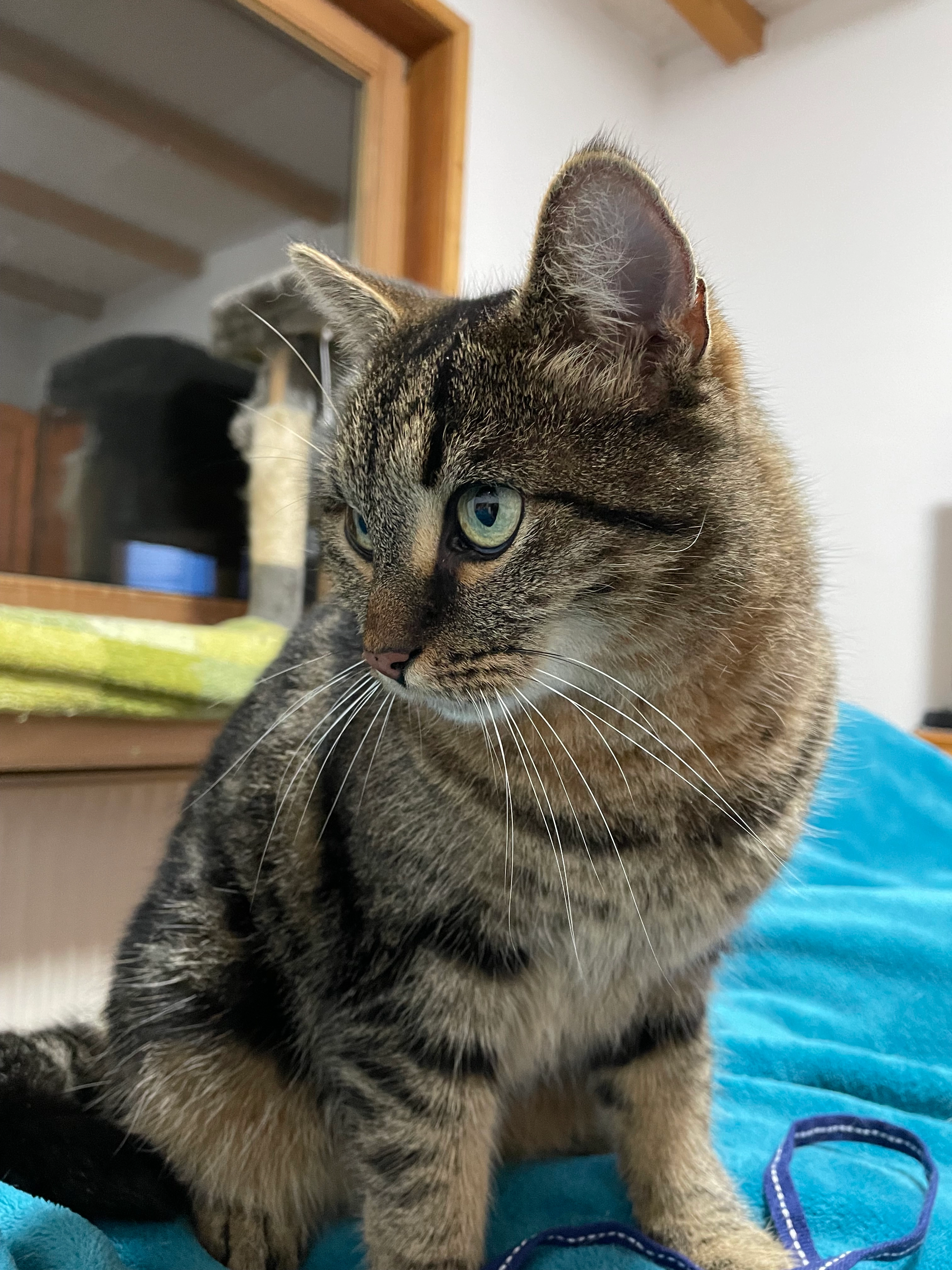 Sisi - Wilhelm-Wolters-Straße 77, Bremen