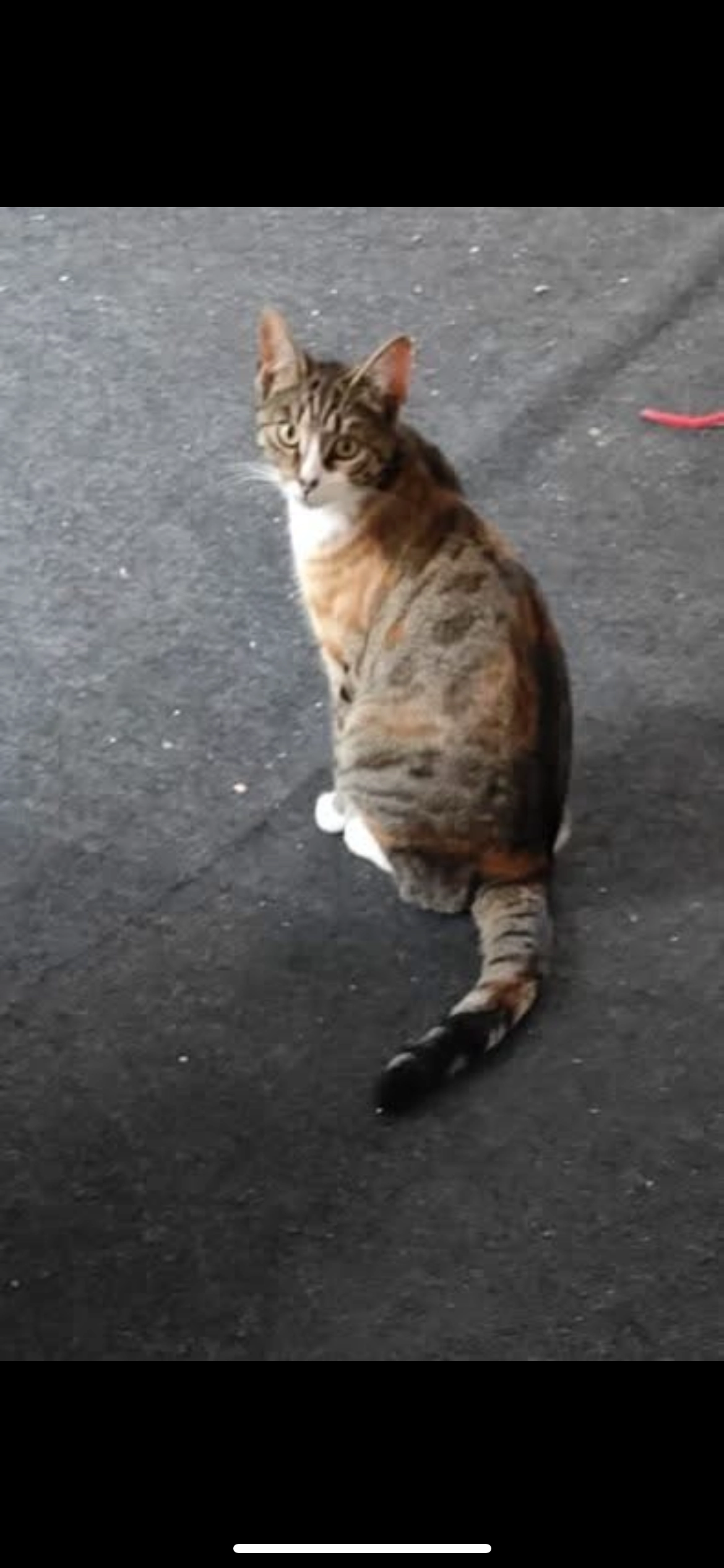 Wizzy - Sint-Magdalenastraat, Herentals