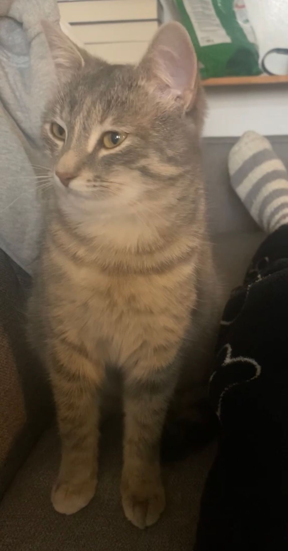 Masha - Hauptstraße, Oberschützen