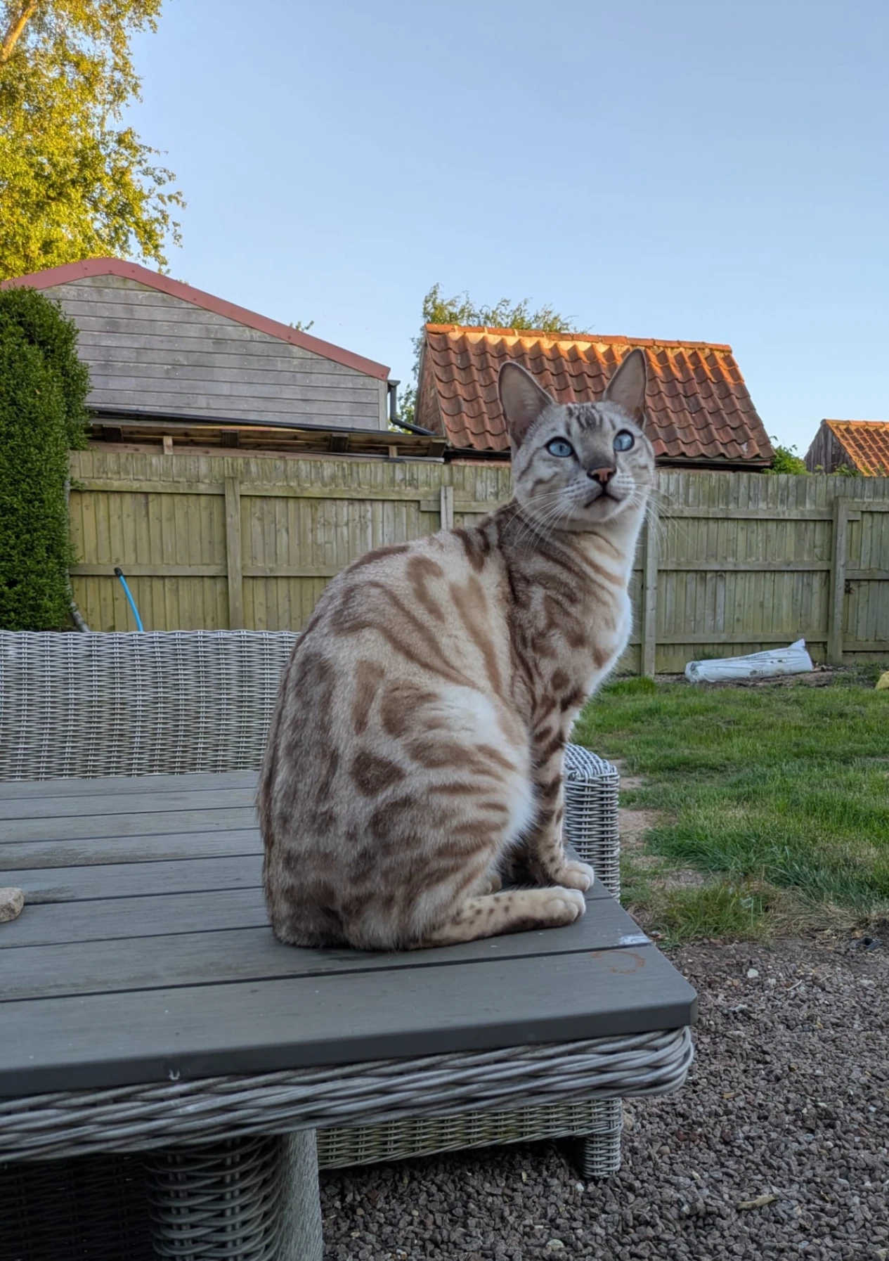 Figaro - Manor Road, Lincoln