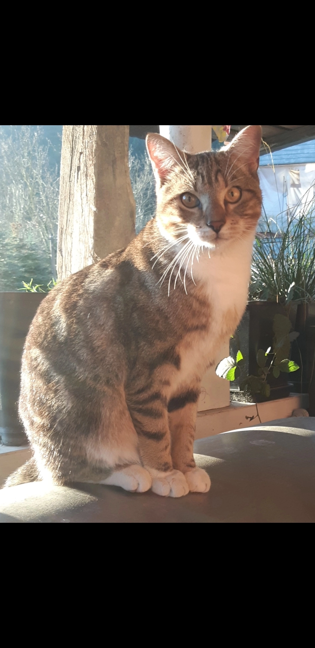 Findus - Auf Der Wacht, Dernau