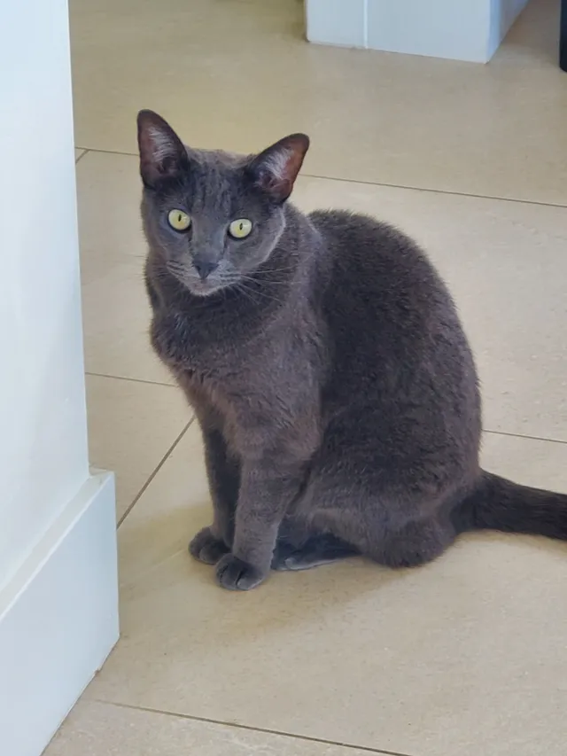 Luna - Monterey Street, Laguna Beach