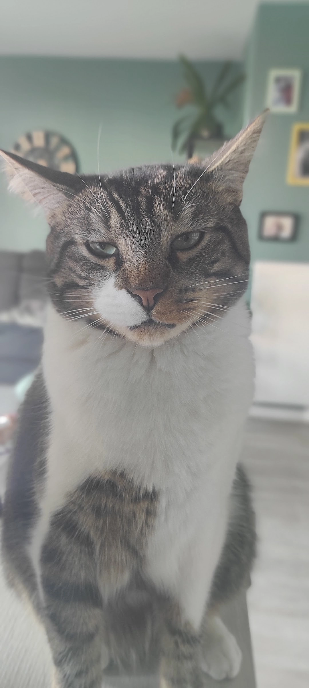 Pepito - Rue Per Jakez Hélias, Saint-Malo