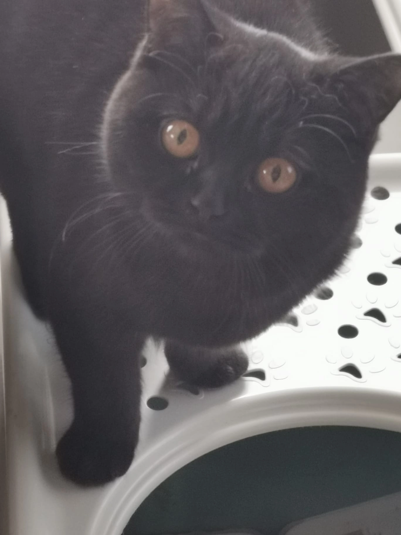 Amy - Lido Adriano, Ravenna