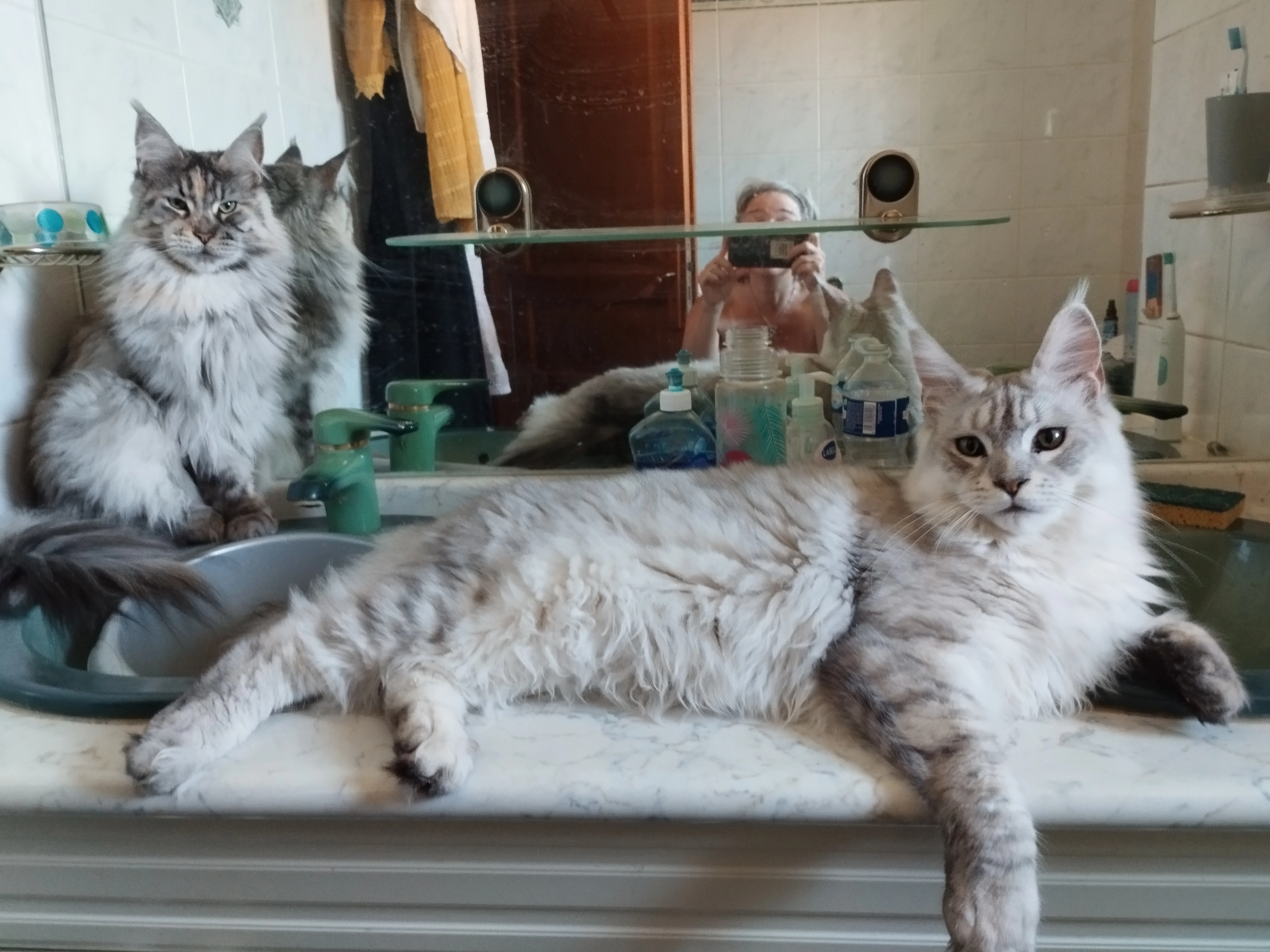 Voltaire  - 3 Impasse Maurin des Maures, Vitrolles