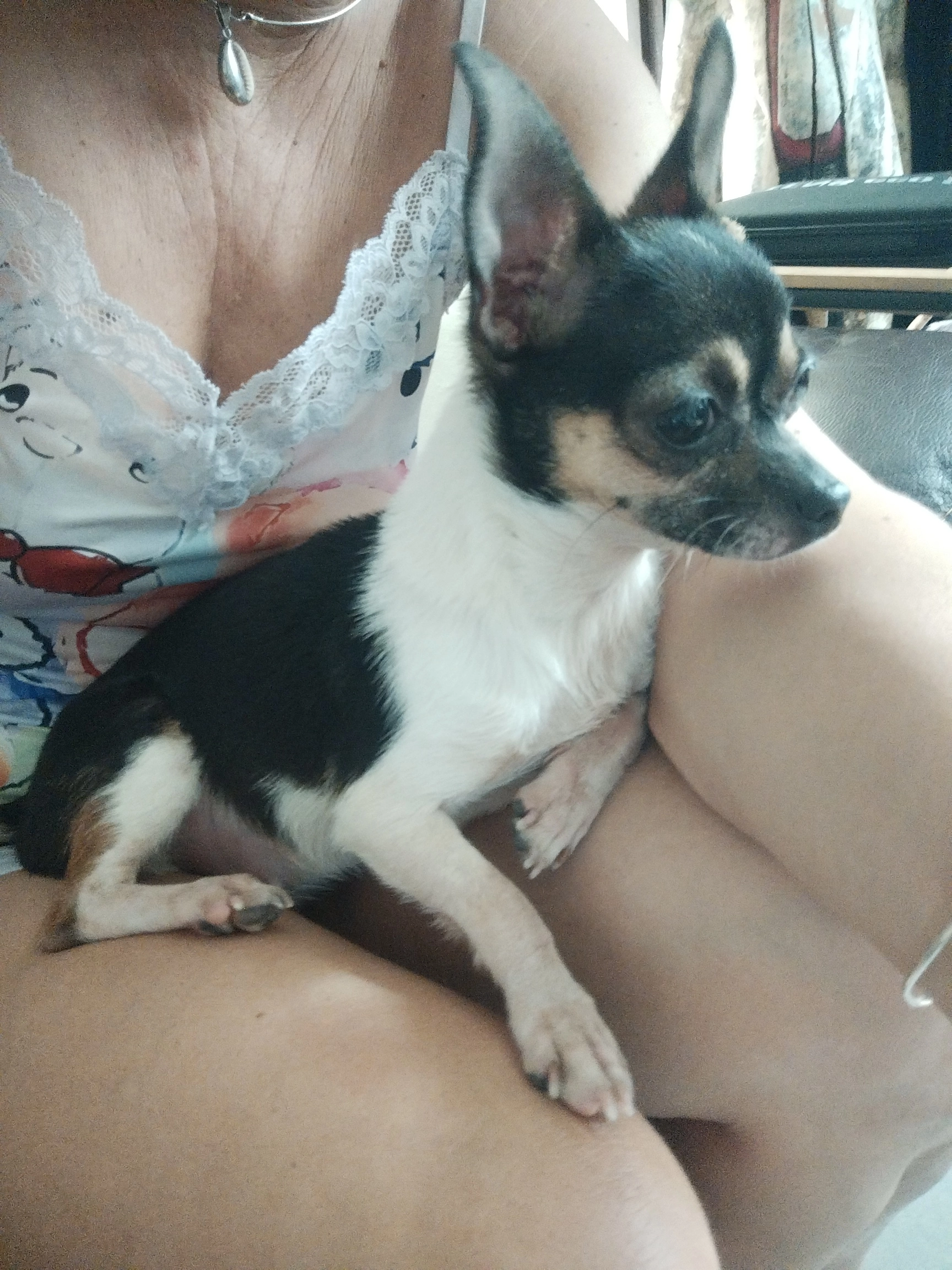 Clochette  - Avenue Anatole France, Narbonne