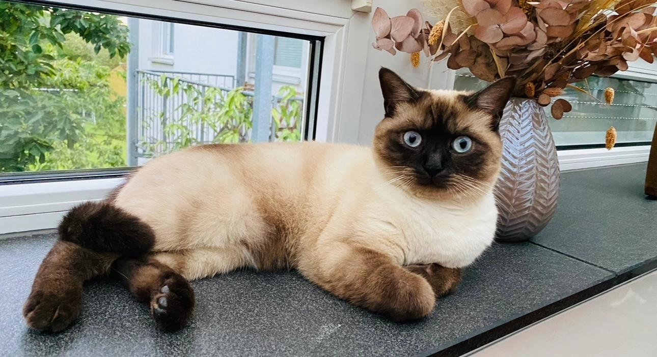 Sami - Schulstraße, Stockstadt am Main