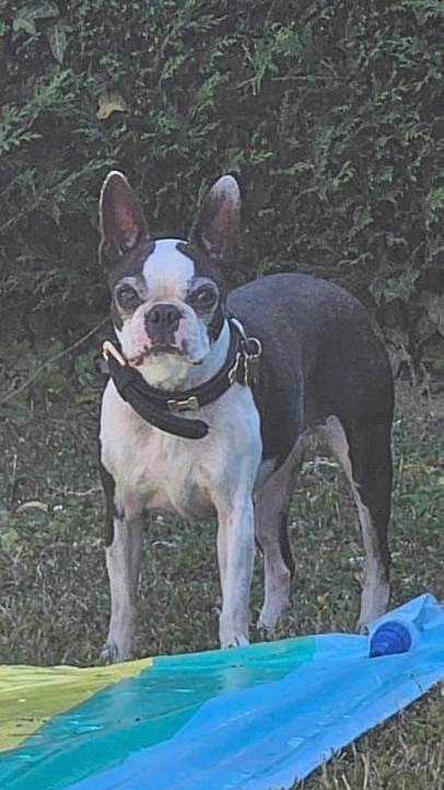 Betty - Champs de Toulouse D1, Chavannes-des-Bois