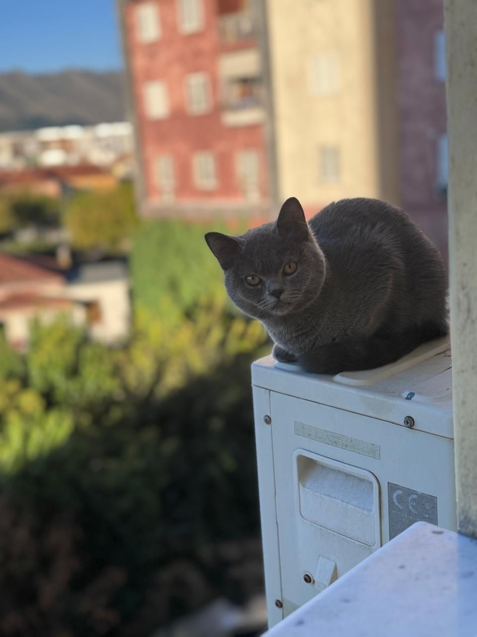 Bella - Rruga Isuf Sokoli, Shkodër