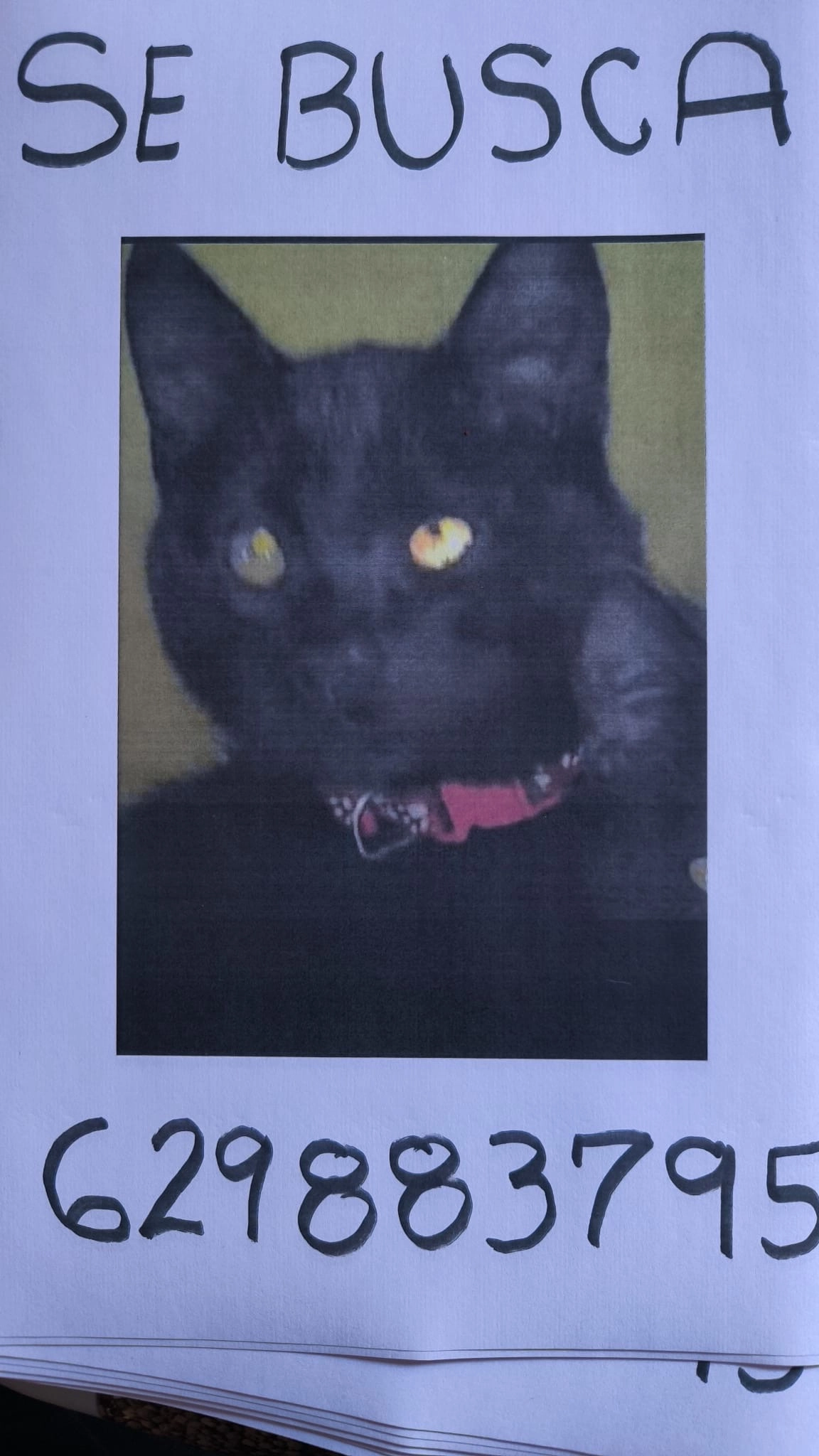 Bebé - Carrer Remigi Rubau I Morato, Palamós