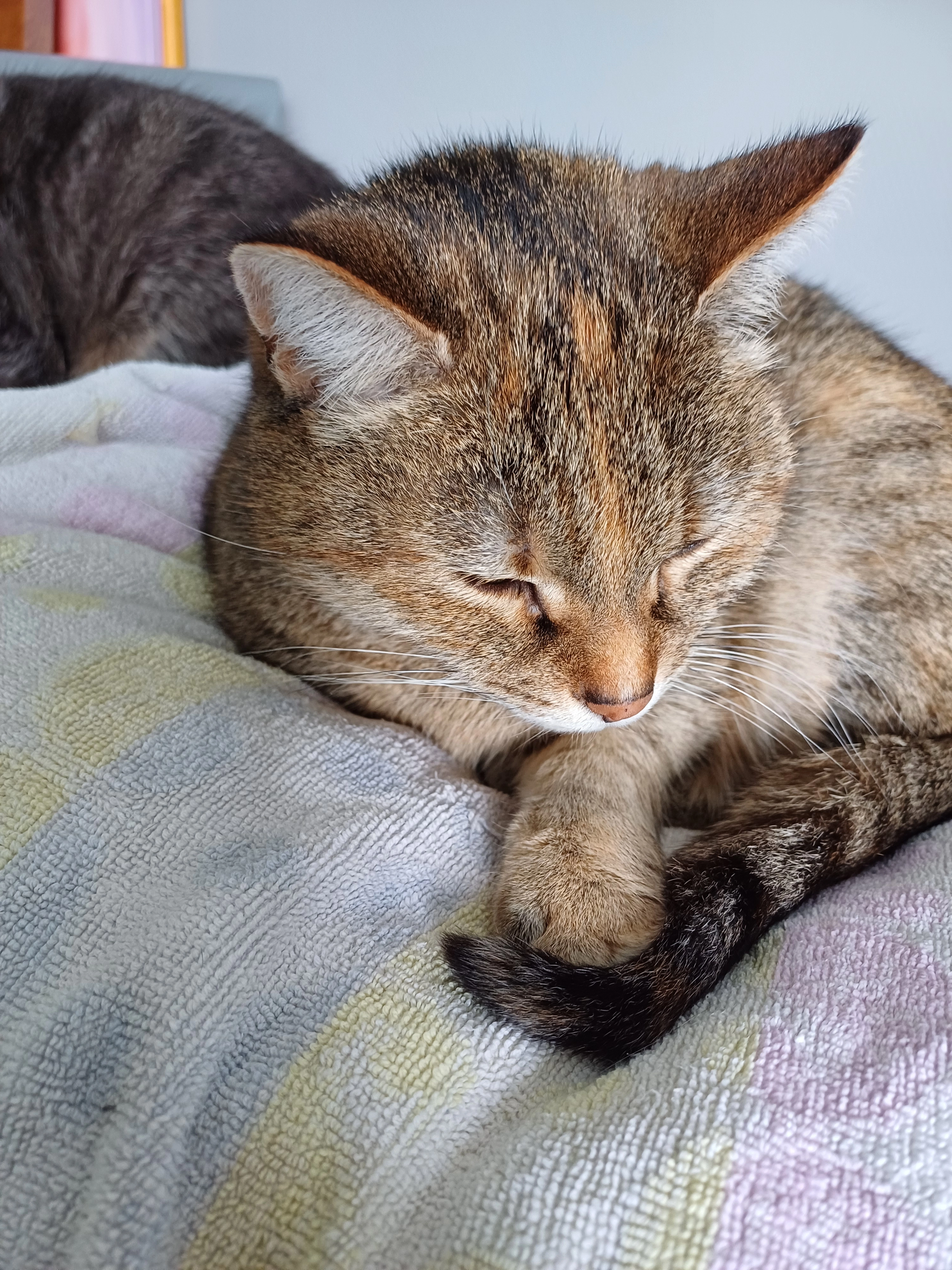 Mimie  - Boulevard du Midi 83, Fontaine-l'Evêque