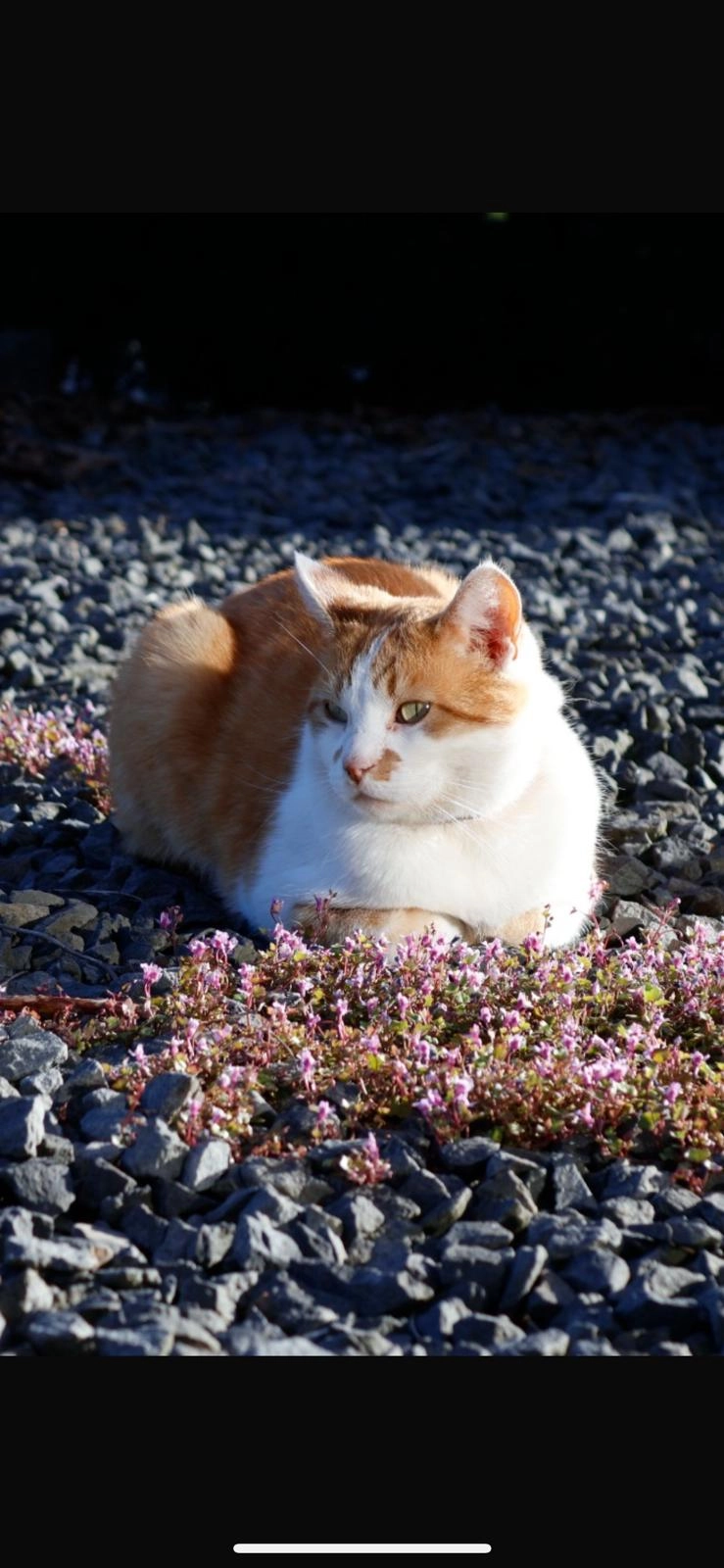 Glitter en freekie - Onstahof, Assen