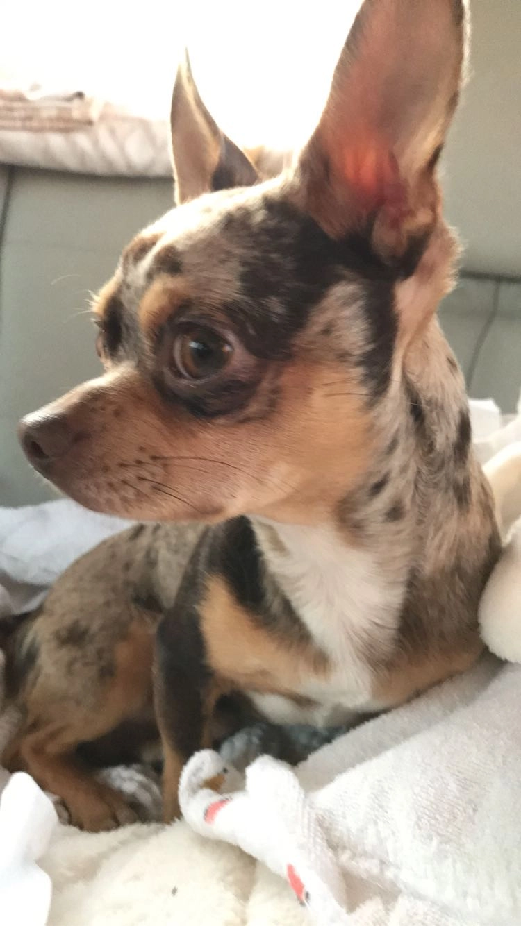 Rio - Allée Des Châtaigniers, Tréméreuc