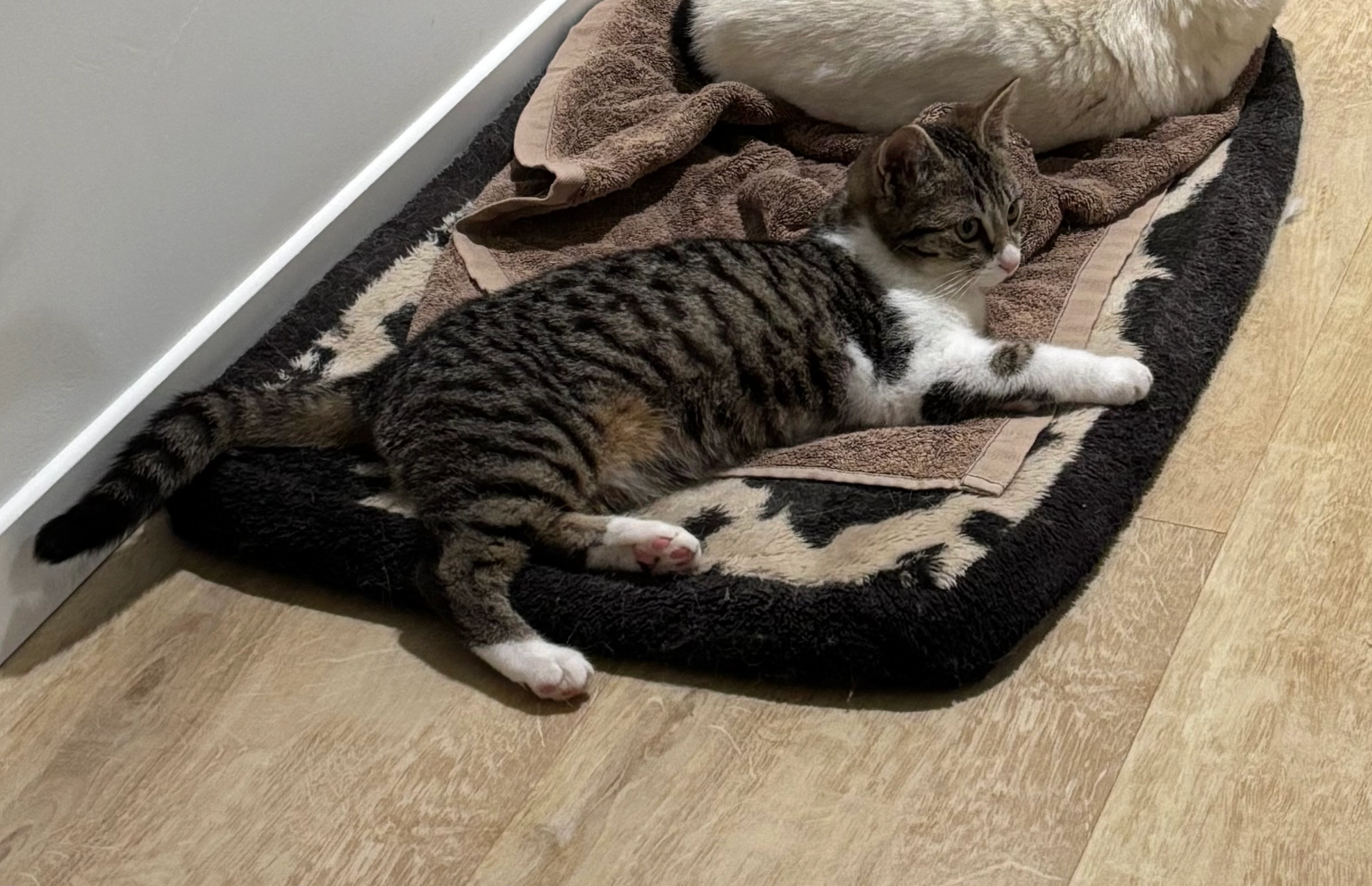 Rose - 2 Rue de l'Écume, Longeville-sur-Mer