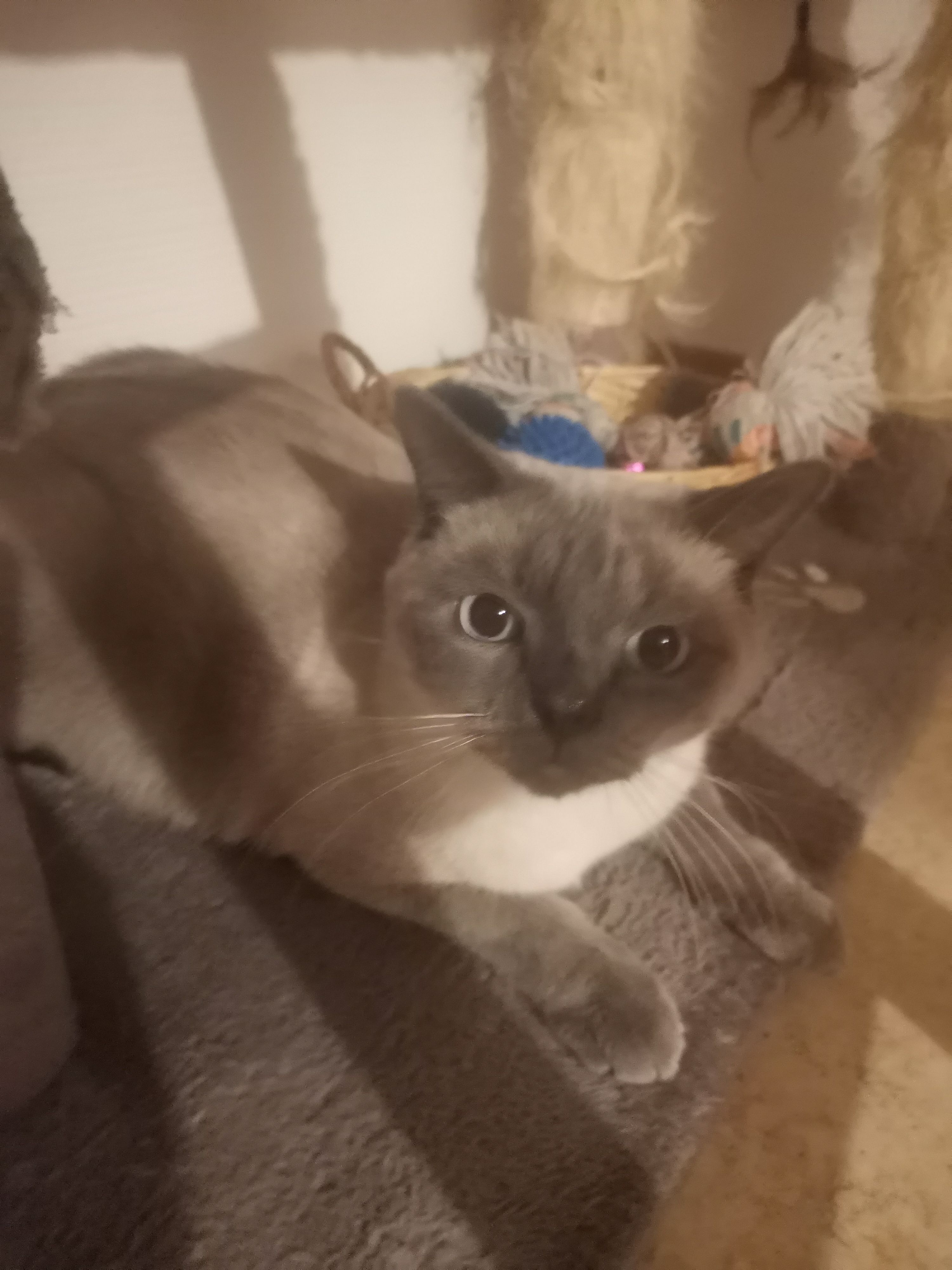 Oslow - Rue Du Maréchal D'humières, Tournehem-sur-la-Hem