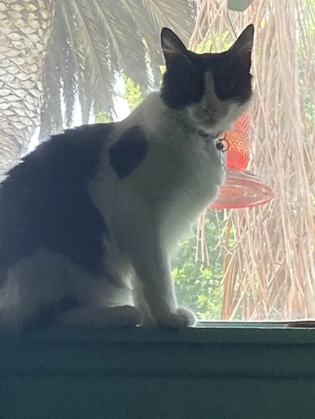 Kitty - 92672, San Clemente